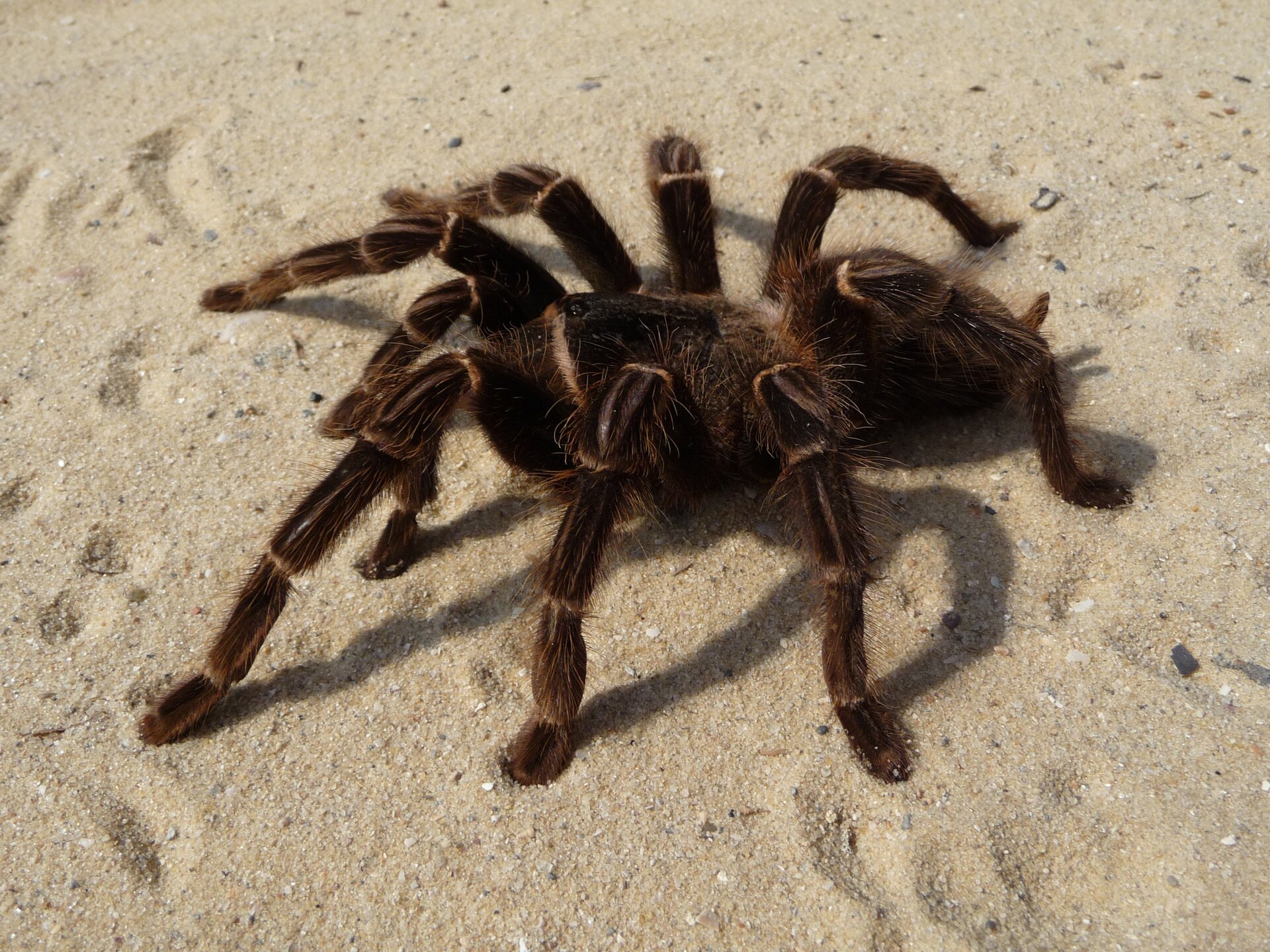 Fotografia przedstawia pająka ptasznika. Pająk ma owalne ciało wsparte na ośmiu odnóżach. Ciało jest brązowe, pokryte włoskami. Pająk stoi na piasku.