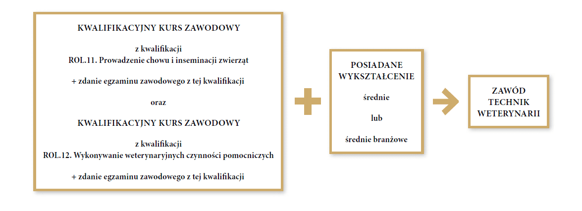 Grafika przedstawia ścieżkę do uzyskania zawodu technik weterynarii. Pierwszym krokiem jest posiadanie wykształcenia średniego lub średniego branżowego. Drugim krokiem jest ukończenie dwóch kwalifikacyjnych kursów zawodowych i zdanie egzaminów zawodowych z kwalifikacji er o el kropka jedenaście kropka. Prowadzenie chowui inseminacji zwierząt i er o el kropka dwanaście kropka. Wykonywanie weterynaryjnych czynności pomocniczych.