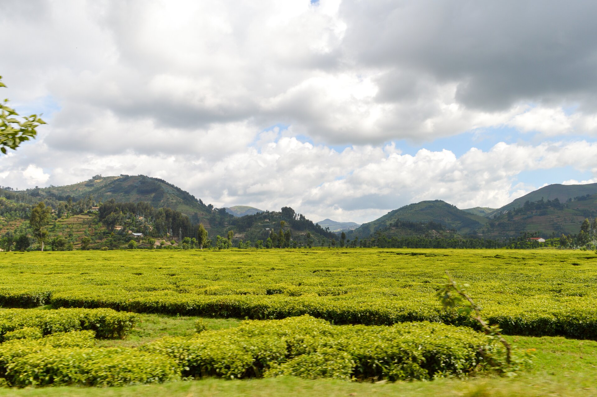 Na pierwszym planie fotografii płaski teren pokryty intensywnie zielonymi krzewami herbaty. Na drugim planie wzniesienia, po części zadrzewione.