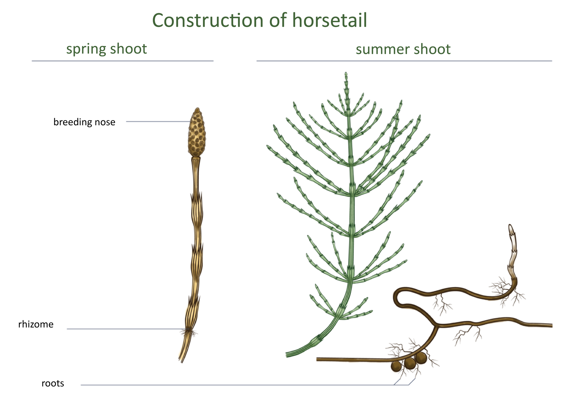 Budowa skrzypu. Po lewej stronie rysunek pędu wiosennego. Pęd wiosenny jest brązowy i pozbawiony liści. W regularnych odstępach występują na nim zgrubienia. Na szczycie znajduje sę kłos z zarodniami. Pośrodku rysunek pędu letniego. Jest on zielony. Z głównego pędu wyrastają w regularnych odstępach odgałęzienia. Po prawej stronie widać podziemne łącze skrzypu z korzeniami i wyrastającym ku górze pędem wiosennym. Na ilustracji podpisano:
Construction of horsetail, 
Springtime spring, 
summer pedal, 
breeding nose, 
rhizome, 
roots.