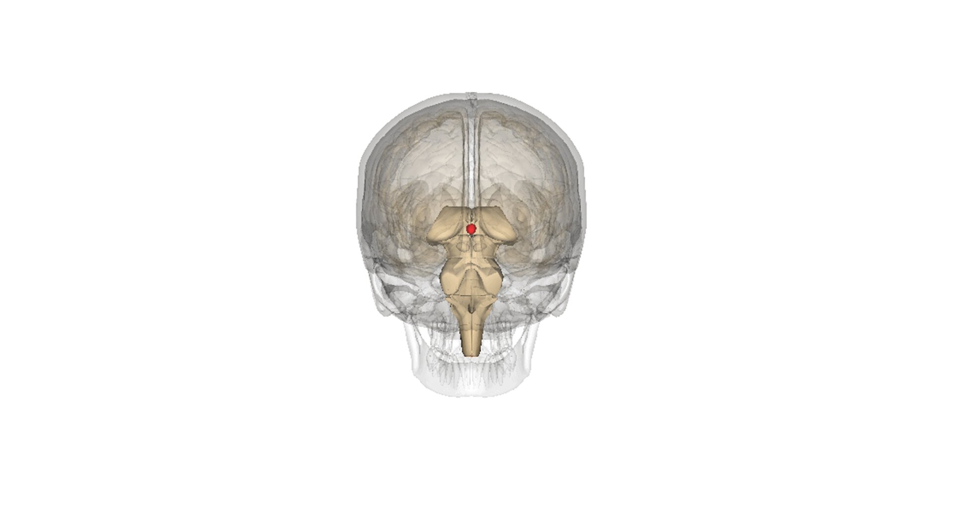 Ilustracja pokazuje lokalizację szyszynki w mózgu człowieka. Przezroczystym kolorem przedstawiono kości czaszki. Pod nimi zilustrowano mózg. Wewnątrz mózgu znajduje się jego część zwana pieniem mózgu. Szyszynka znajduje się w tylnej części pnia mózgu w zagłębieniu. Jest to niewielki, okrągły gruczoł. 