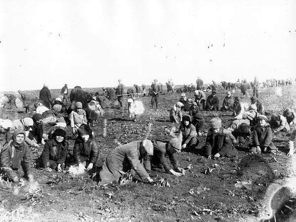 Zdjęcie przedstawia dużą grupę ludzi na polu klęczących i grzebiących w ziemi. Na polu są pojedyncze uschnięte rośliny.