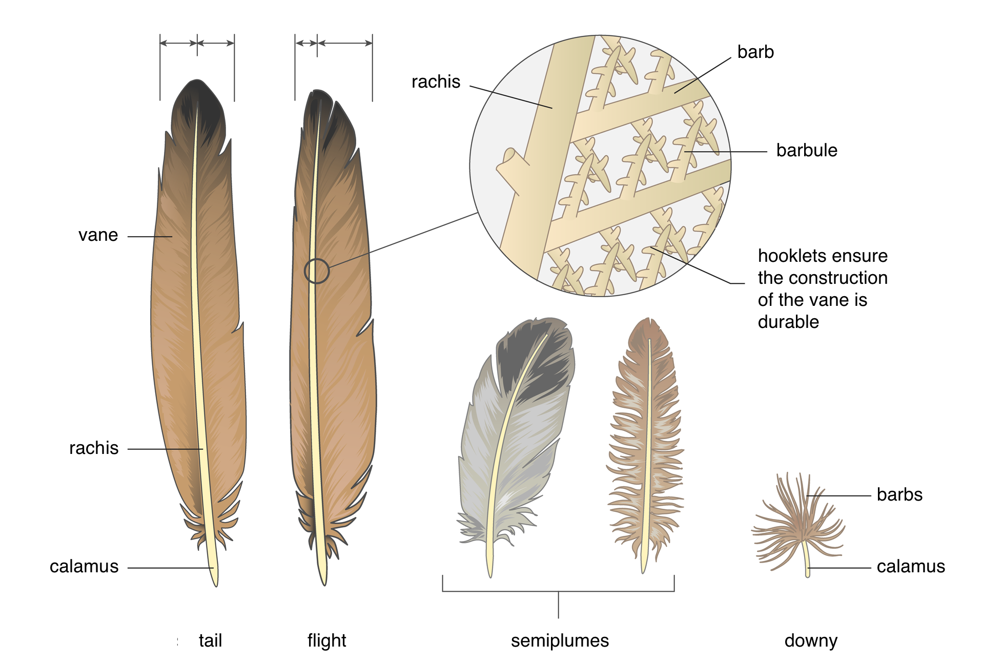lustracja przedstawia w pionie pięć typów piór ptaka, różniących się budową. Od lewej sterówka. Składa się z dutki u dołu, stosiny wzdłuż i beżowo – brązowej chorągiewki. Chorągiewka ma taką sama szerokość po obu stronach stosiny. Następne pióro to lotka. Części pióra te same, ale chorągiewka jest węższa po jednej, a szersza po drugiej stronie stosiny. Obok powiększenie fragmentu stosiny i chorągiewki. Od walcowatej stosiny odchodzą grube promienie, od nich cienkie promyki z haczykami. Taka konstrukcja zapewnia trwałość chorągiewki. Kolejne dwa pióra: szaro – czarne i beżowe to pióra pokrywowe. Ostatnie w rzędzie jest pióro puchowe, które na dutce ma nitkowate promienie.