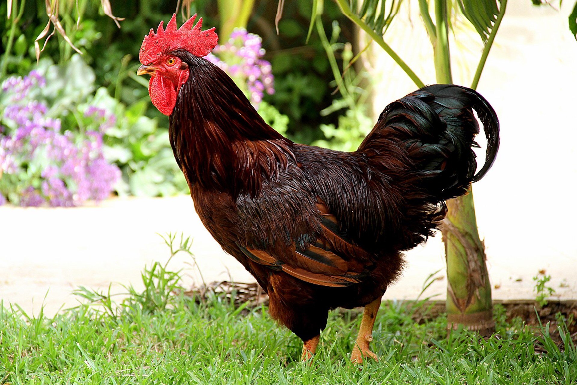 Zdjęcie przedstawia stojącego na trawie koguta rasy rhode island red. Ma kasztanowate upierzenie z metalicznym połyskiem. Zwierzę ma kształtną i proporcjonalną budowę ciała, czerwony grzebień i podgardle, a nogi żółte. Ogon zwierzęcia jest bujny, kasztanowaty, jego końce mają barwę metalicznej czerni.