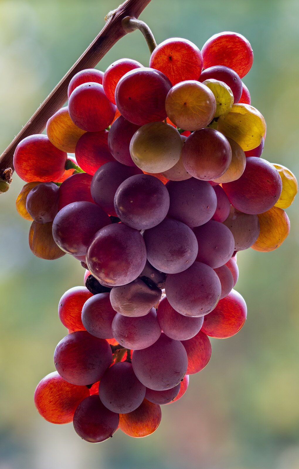 Zdjęcie przedstawia odmianę winorośli Pinot Gris. Widoczna jest duża kiść winogron, złożona z dużych kulistych jagód w kolorze fioletowym, czerwonym i zielono‑żółtym.