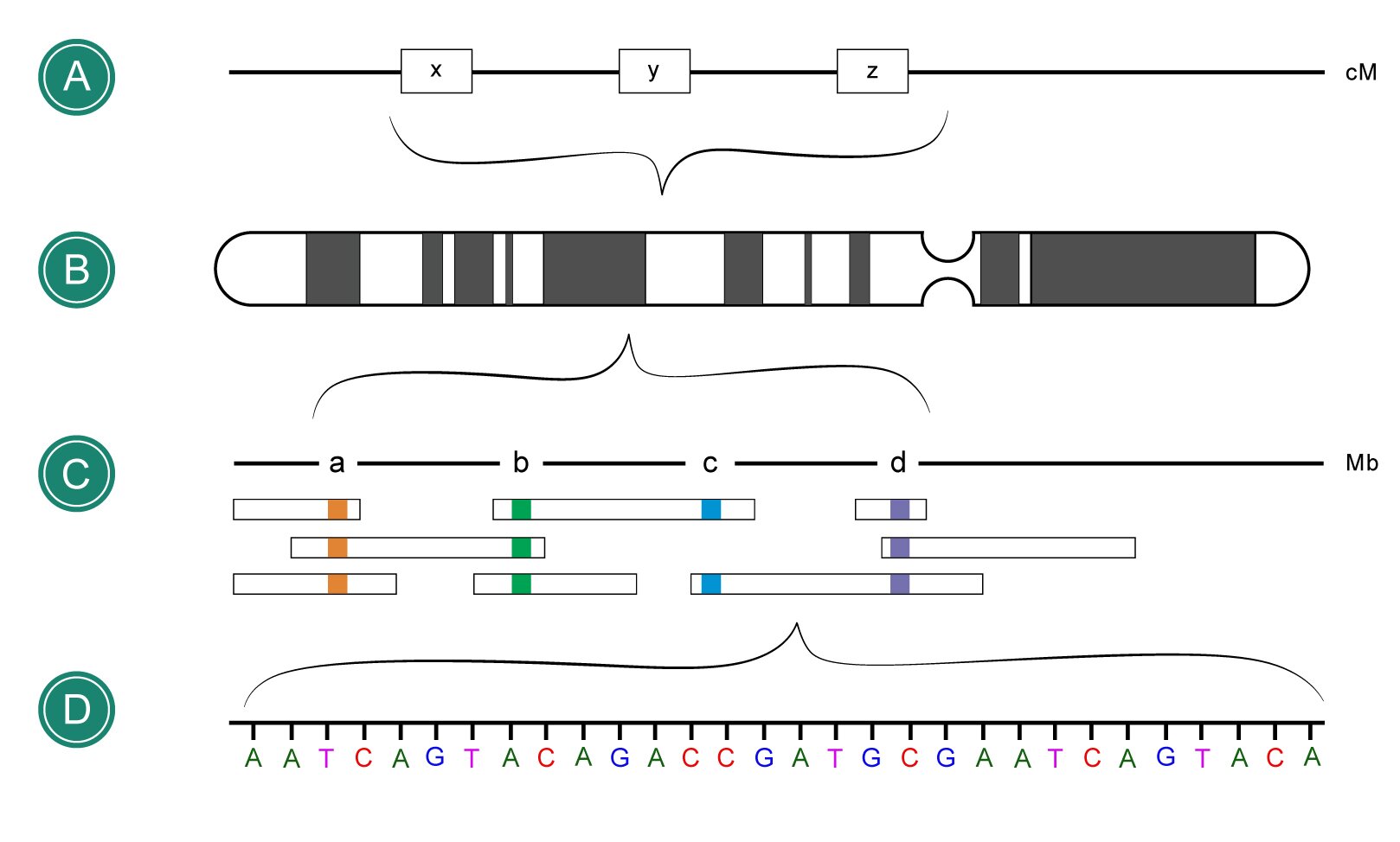 Ilustracja przedstawia cztery rodzaje map genetycznych opisane literami A, B, C i D. W pierwszym rzędzie znajduje się mapa genetyczna A w postaci długiej linii z prostokątami z literami x, y i z wewnątrz. Wskazane są na niej odległości między genami (x, y, z) na podstawie częstości crossing‑over w centymorganach. Odcinek z prostokątami ujęty jest w klamrę. W drugim rzędzie znajduje się mapa genetyczna B w postaci długiego prostokąta z zaokrąglonymi końcami i półokrągłymi wcięciami na około 2/3 jego długości. Ma ona na całej długości biało – szare, nieregularne prążki. Jest to mapa cytogenetyczna posiadająca charakterystyczny dla danego chromosomu układ prążków, w których zawarte są geny. W trzecim rzędzie znajduje się mapa genetyczna C w postaci długiej linii podzielonej na odcinki, pomiędzy którymi znajdują się litery a, b, c oraz d. Pod nimi są ułożone w trzech rzędach wąskie prostokąty z kolorowymi kwadratami wewnątrz – pod literą a kwadraty koloru pomarańczowego, pod literą b koloru zielonego, pod literą c koloru niebieskiego i pod literą d koloru fioletowego. Jest to mapa fizyczna - poznany za pomocą na przykład analizy miejsc restrykcyjnych układ sekwencji, gdzie odległości podane są w milionach lub tysiącach par zasad. W czwartym rzędzie znajduje się mapa genetyczna D w postaci długiej linii podzielonej przez prostopadłe linie na krótkie odcinki. Pod każdą z tych linii widnieją litery, kolejno: A, A, T, C, A, G, T, A, C, A, G, A, C, C, G, A, T, G, C, G, A, A, T, C, A, G, T, A, C, A. Cała linia ujęta jest na górze klamrą. Jest to sekwencja zasad fragmentu DNA.