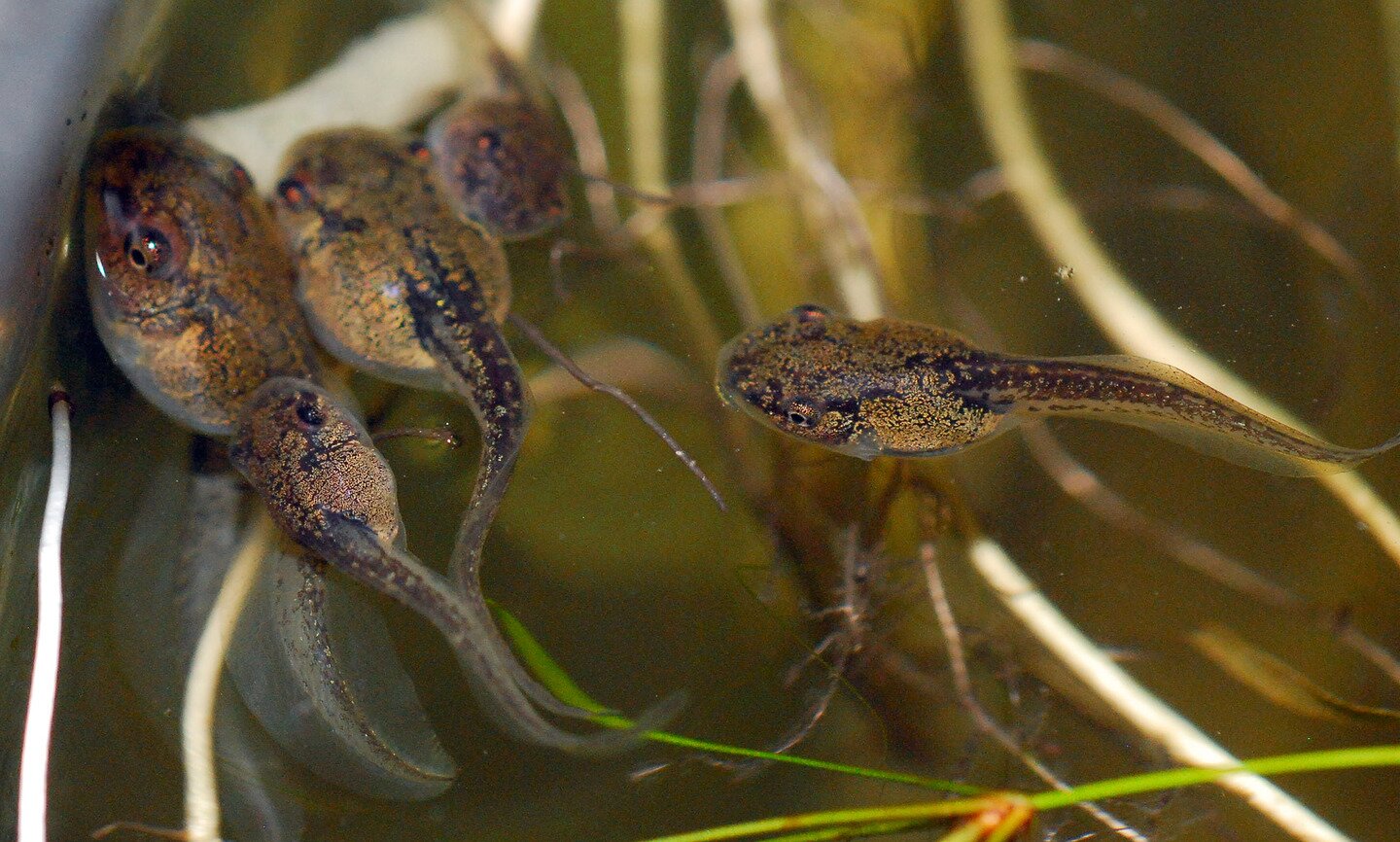 Grafika przedstawia kijanki pływające w wodzie. Mają one duże w stosunku do reszty ciała głowy oraz długie, podłużne ogonki. Ich ciało ma złocisto brązową barwę z czarnymi kropkami. 
