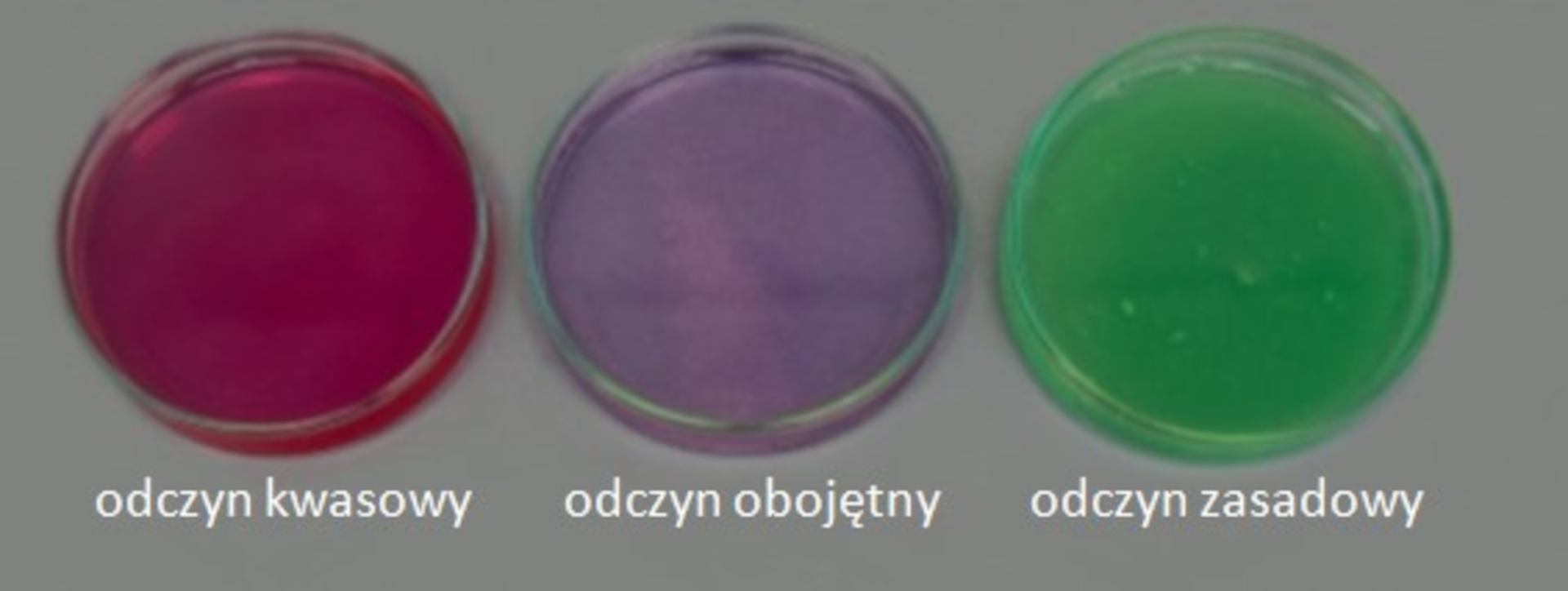 Ilustracja przedstawia trzy szalki Petriego, na których znajdują się wywary z czerwonej kapusty w roztworach o odczynach od lewej: kwasowym (roztwór różowy), obojętnym (roztwór fioletowy) i zasadowym (roztwór zielony).