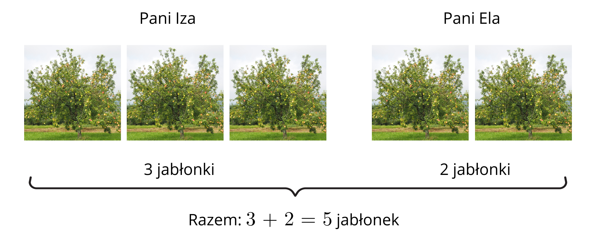 Ilustracja, można ją podzielić na dwie części. Lewą część podpisano Pani Iza, a prawą część Pani Ela. Na prawej części znajdują się trzy zdjęcia jabłonek, a na lewej dwa zdjęcia jabłonek. Zatem razem znajduje się pięć jabłonek na ilustracji.