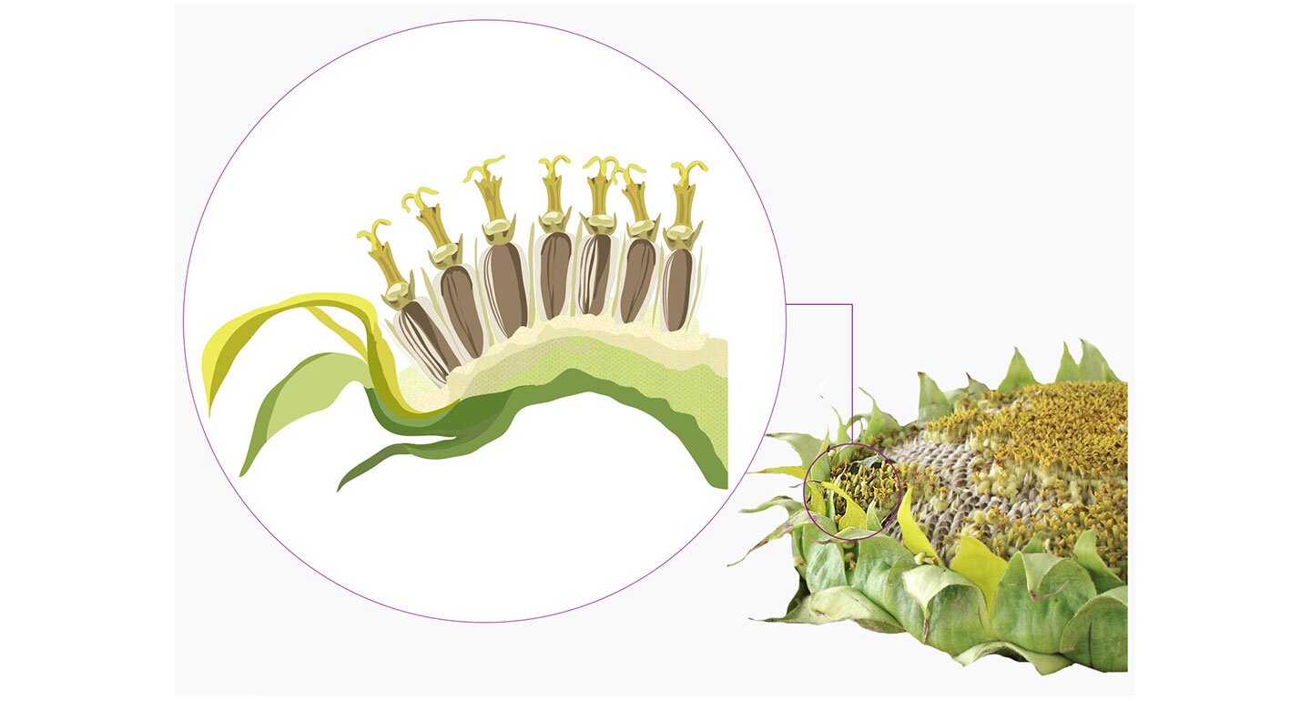 Ilustracja składa się z dwóch elementów. Na prawo zdjęcie okrągłego płaskiego kwiatostanu słonecznika. Cały kwiatostan otaczają zielone liście. Liście o trójkątnym kształcie ostro zakończone. Ostre końce wywinięte na zewnątrz. Wnętrze kwiatostanu wypełniają gęsto osadzone ziarna słonecznika. Ziarna znajdują się w otworkach. Na lewo powiększony fragment kwiatostanu słonecznika w przekroju. Na grubym dnie kwiatostanu ułożone są ziarna słonecznika w rzędzie. Ziarna osadzone pionowo w otworkach przylegają do siebie. Nad każdym znajdują się rurkowate pozostałości słupka.