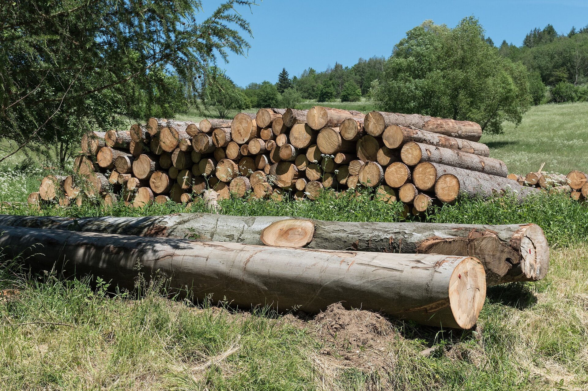 Surowiec drzewny. Na zdjęciu kilkadziesiąt pni ściętych drzew. Wszystkie ułożone na jednej stercie. W oddali las.