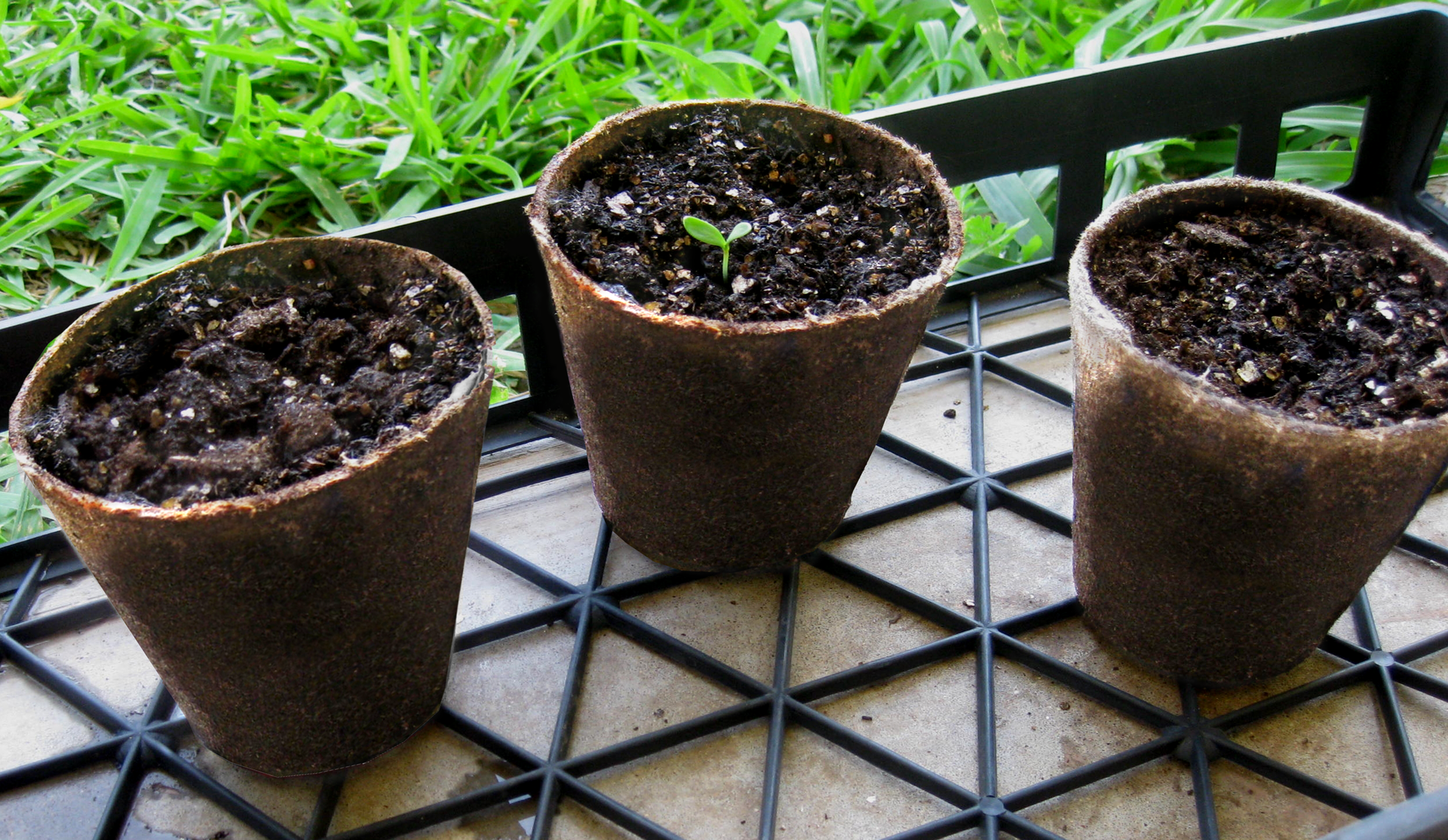 Fotografia przedstawia trzy brązowe doniczki, wykonane z torfu i wypełnione ziemią. Doniczki stoją na metalowej ukośnej kracie. W tle rośnie zielona trawa. W jednej z doniczek rośnie mała, zielona siewka z dwoma listkami.