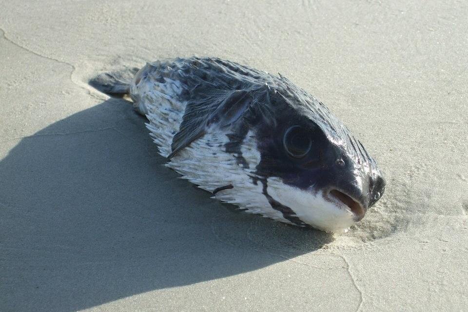 Ilustracja przedstawia martwą rybę wyrzuconą na brzeg morza.