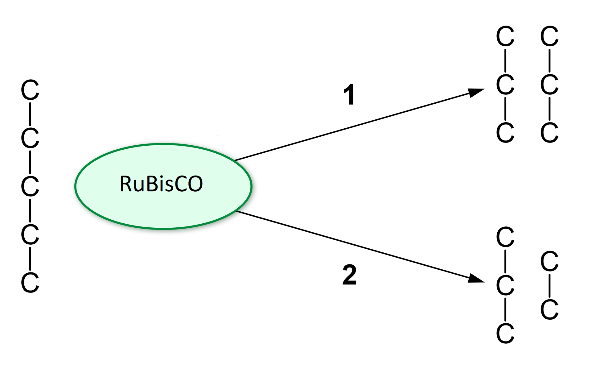Schemat przedstawia symbolicznie związek pięciowęglowy, który pod wpływem RuBisCO przekształca się w dwojaki sposób. Sposób 1. prowadzi do powstania dwóch związków trójwęglowych. Sposób 2. prowadzi po powstania związku trójwęglowego i związku dwuwęglowego.