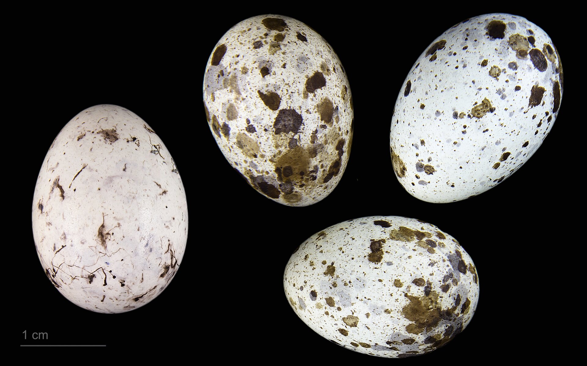 Zdjęcie przedstawia cztery jaja. Jajo po lewej jest białe z ciemnymi plamkami. Trzy jaja po prawej są również jasne i mają ciemne plamki, ale jest ich więcej i są one większe. W lewym dolnym rogu znajduje się skala z jednym centymetrem.
