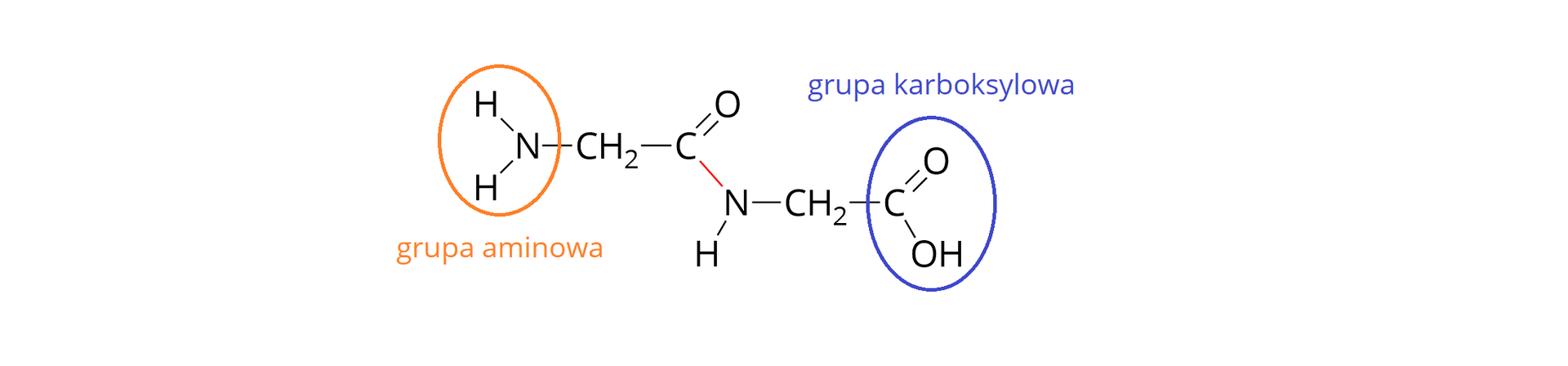 Na ilustracji przedstawiono wzór półstrukturalny cząsteczki. Od N odchodzą trzy wiązania pojedyncze: w lewo ukos w górę do H, w lewo na ukos w dół do H oraz poziomo do C H indeks dolny dwa koniec indeksu dolnego. Następnie wiązanie pojedyncze, C, wiązanie podwójne na ukos w górę O, od C drugie wiązanie, pojedyncze w dół do N, od N wiązanie pojedyncze na ukos w dół do H, od N wiązanie pojedyncze poziomo, C H indeks dolny dwa koniec indeksu dolnego, wiązanie pojedyncze, C, wiązanie podwójne na ukos w górę O, od C drugie wiązanie, pojedyczne w dół, O H. Na pomarańczowo zaznaczono grupę aminową NH2 na lewym krańcu cząsteczki, a na prawym krańcu na niebiesko oznaczono grupę karboksylową wiązanie pojedyncze COOH. Wiązanie peptydowe, znajdujące się pomiędzy atomem węgla a atomem azotu zaznaczono kolorem czerwonym.