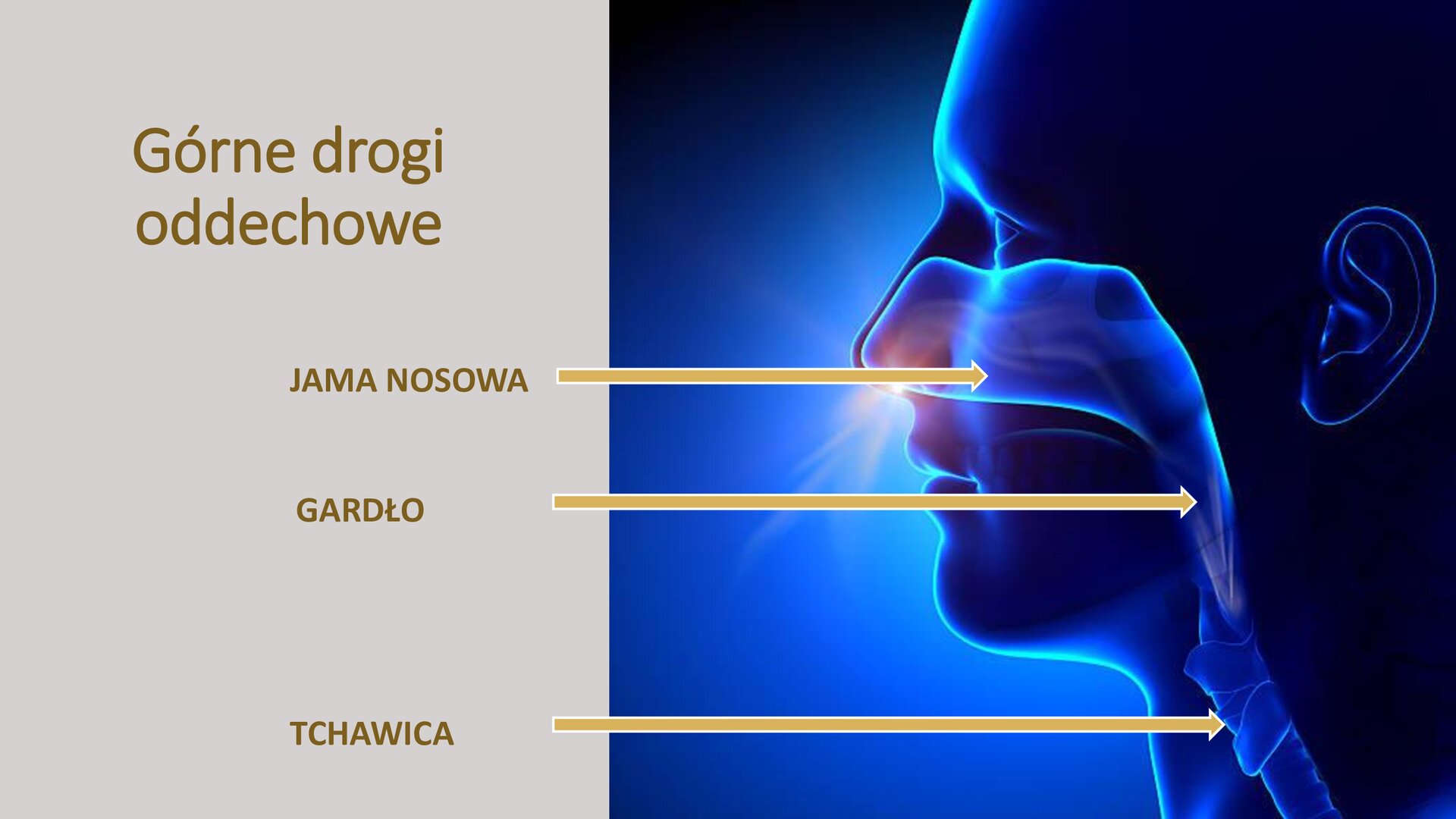Kremowy slajd. Z lewej strony nagłówek: „Górne drogi oddechowe”, a poniżej podpisy przy strzałkach, które skierowane są w stronę prawą slajdu. Znajdują się na ilustracji przedstawiającej twarz człowieka. Strzałki wskazują: jamę nosową, gardło oraz tchawicę.