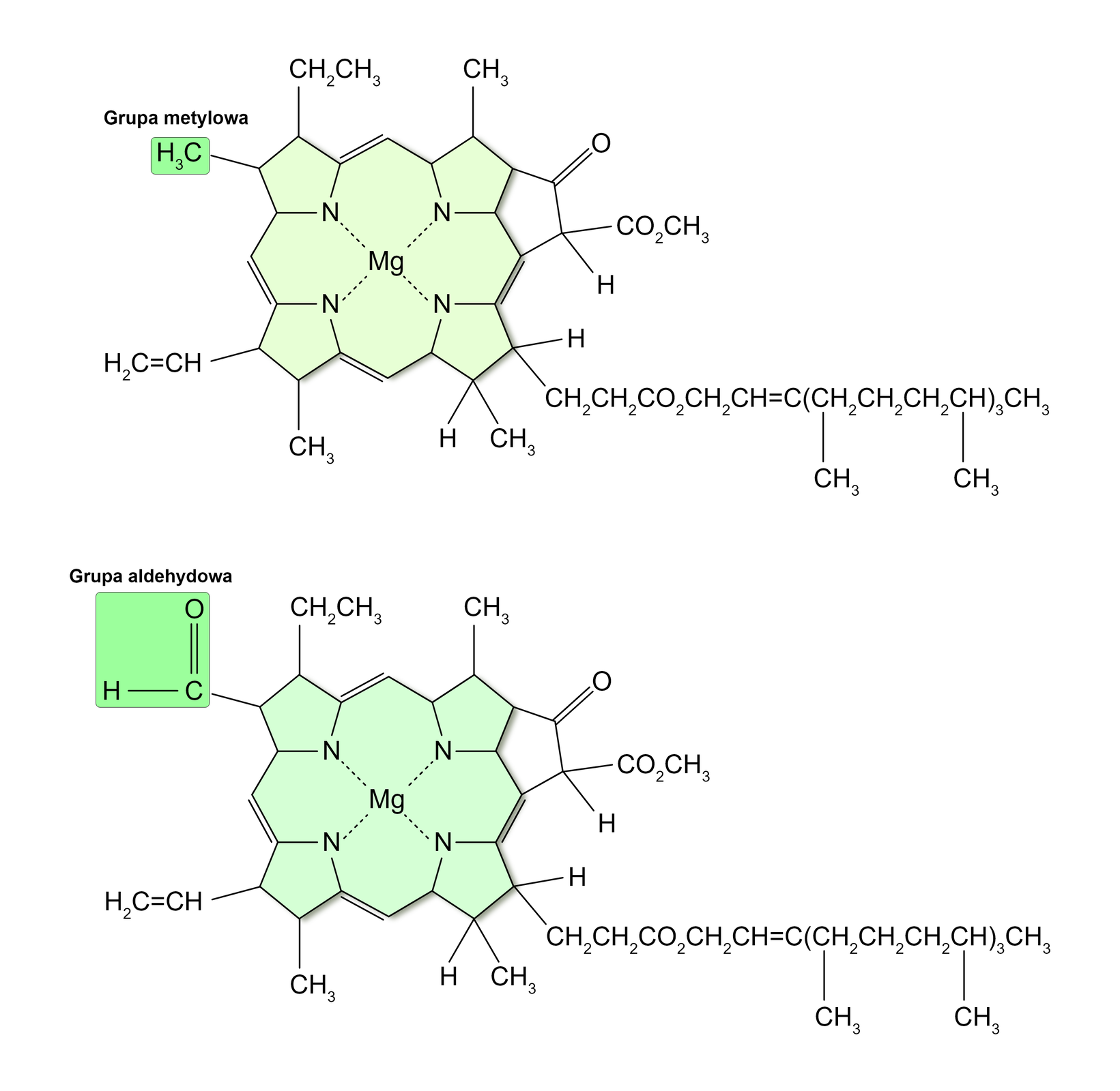Rysunek przedstawia wzory strukturalne chlorofilu z wyróżnioną grupą metylową C indeks dolny 3 H oraz grupą aldehydową H C O.