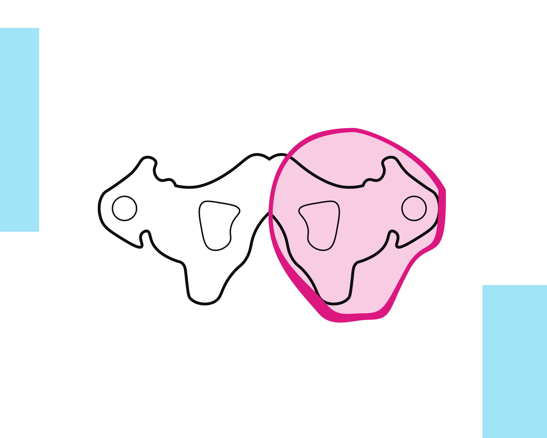 Grafika przedstawia schemat miednicy człowieka. Na rycinie zaznaczono przekrój poprzeczny leja owalnego. Lej obejmuje prawą część miednicy, dopasowując się do jej kształtu.