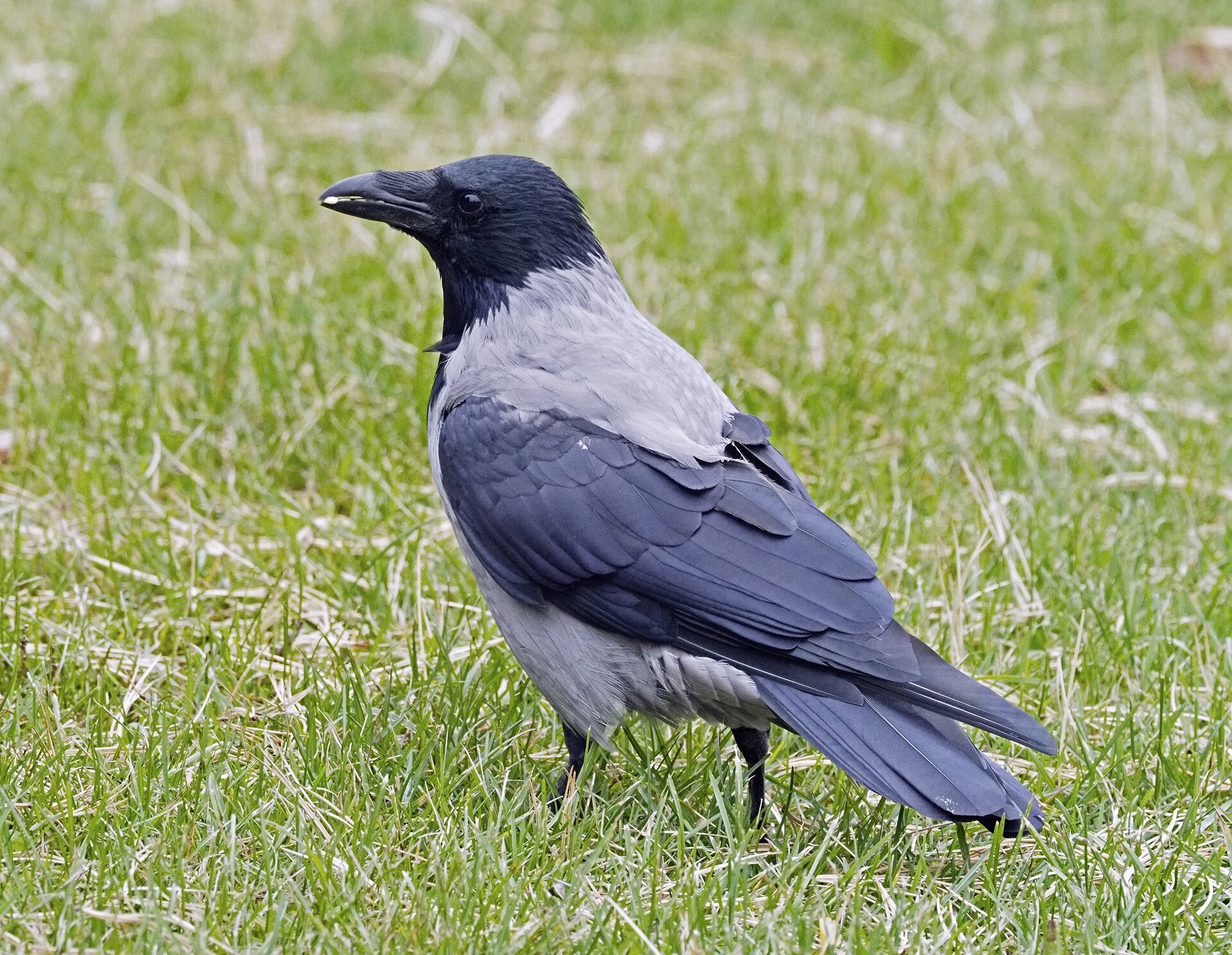 Fotografia przedstawia wronę siwą. Ptak znajduje się na trawie, a w dużym, czarnym dziobie trzyma ziarenko. Wrona jest odwrócona do widza tyłem, a głowę ma skierowaną w lewo. Na skrzydłach ma czarne pióra, na grzbiecie i brzuchu szare, a głowę czarną.