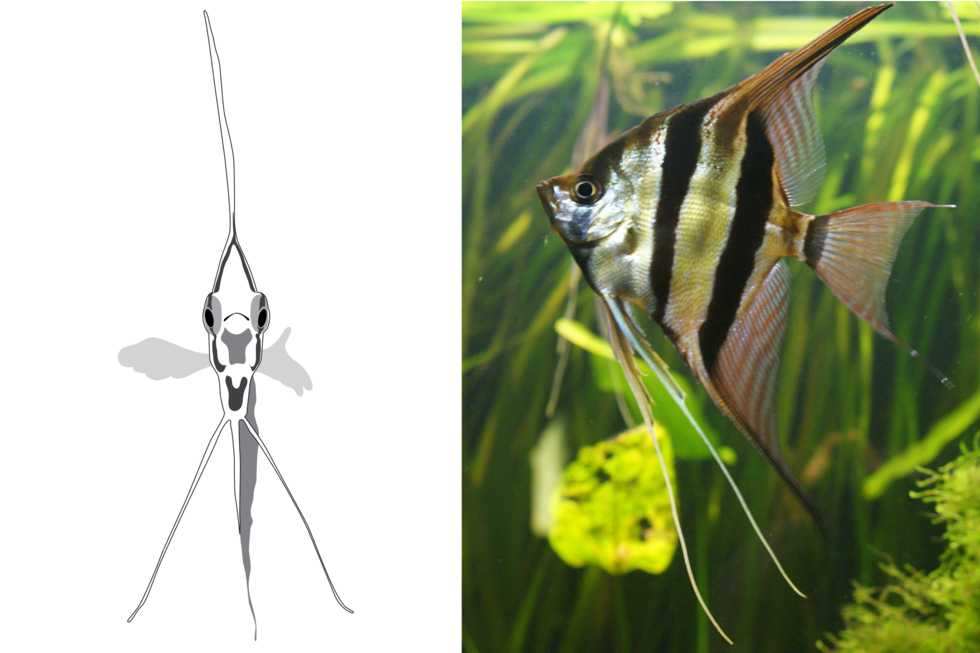 Galeria składa się z rysunków i fotografii, ilustrujących kształty ryby. To skalar. Charakteryzuje się czarnymi pasami na łuskach biegnącymi wzdłuż ciała. Rysunek przy pomocy szaro – czarnych plam przedstawia skalara w ujęciu z przodu. Ryba jest wąska, bocznie spłaszczona, z długimi wyrostkami - płetwami. Fotografia obok przedstawia skalara z boku pływającego  w akwarium. Ryba ma kształt rombu. Otwór gębowy na wysokości oczu. Ciało w srebrzysto – czarne pasy. Płetwy brzuszne wąskie, wydłużone. Grzbietowa i odbytowa połączone z tułowiem cienkim wachlarzykiem w poprzeczne, różowo – białe pasy. Ogon też wachlarzykowaty, pasiasty.