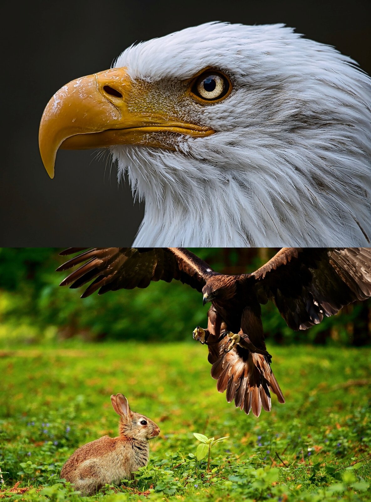 Na planszy widoczne są dwie fotografie. Na zdjęciu górnym widnieje białą, duża głową orła z żółtym okiem i pomarańczowym, zakrzywionym dziobem. Na zdjęciu dolnym znajduje się duży, brązowy orzeł z rozłożonymi, szerokimi skrzydłami i ogonem, który zbliża się do małego zająca siedzącego na trawie.