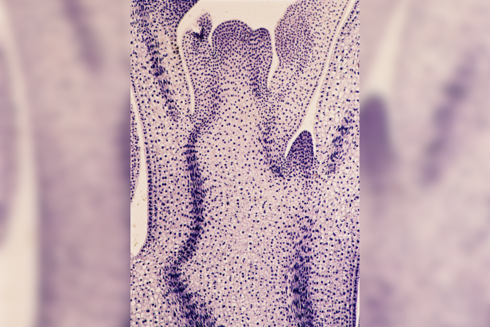 Mikrofotografia przedstawiająca przekrój podłużny przez stożek wzrostu pędu. Komórki zabarwione na fioletowo, cienkościenne o dużych jądrach.