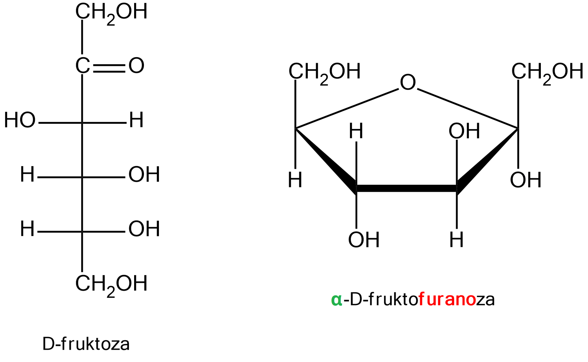 Ilustracja przedstawiająca formę łańcuchową oraz pierścieniową D‑fruktozy. Forma łańcuchowa cząsteczki D‑fruktozy w projekcji Fischera zbudowana jest z grupy CH2OH połączonej z długą, poprowadzoną w dół linią, która symbolizuje łańcuch węglowy i która jest zakończona również grupą CH2OH. Linię tę od dołu przecinają trzy prostopadłe krótkie linie, od których odchodzą podstawniki dla kolejnych atomów węgla w łańcuchu. Od dołu po prawej stronie grupa OH, grupa OH oraz atom wodoru. Po lewej stornie atom wodoru, atom wodoru i grupa OH. Powyżej pomiędzy pierwszym atomem węgla grupy CH2OH a linią przecinającą łańcuch, od wspomnianej linii poprowadzone są dwie prostopadłe linie w prawo symbolizujące wiązanie podwójne z atomem tlenu O, które łączy go z atomem węgla C dwa. Przy pierscieniowej formie numeracja atomów węgla zgodna z ruchem wskazówek zegara. Po prawej stronie wzór formy cyklicznej alfa‑D-fruktofuranozy zbudowanej z pięcioczłonowego pierścienia, który stanowi węgiel C1 należący do grupy CH2 podstawiony jest on grupą hydroksylową OH i łączy się z budującym pierścień atomem węgla C2, który związany jest grupą hydroksylową odchodzącą do dołu, za płaszczyznę. Od węgla C3 do góry przed płaszczyznę odchodzi grupa hydroksylowa OH, z kolei od węgla C4 za płaszczyznę odchodzi grupa hydroksylowa OH. Węgiel C5 łączy się z atomem tlenu, który to łączy się z atomem węgla C2, co zamyka pięcioczłonowy pierścień. Ponadto od węgla C5 odchodzi do góry grupa CH2OH.