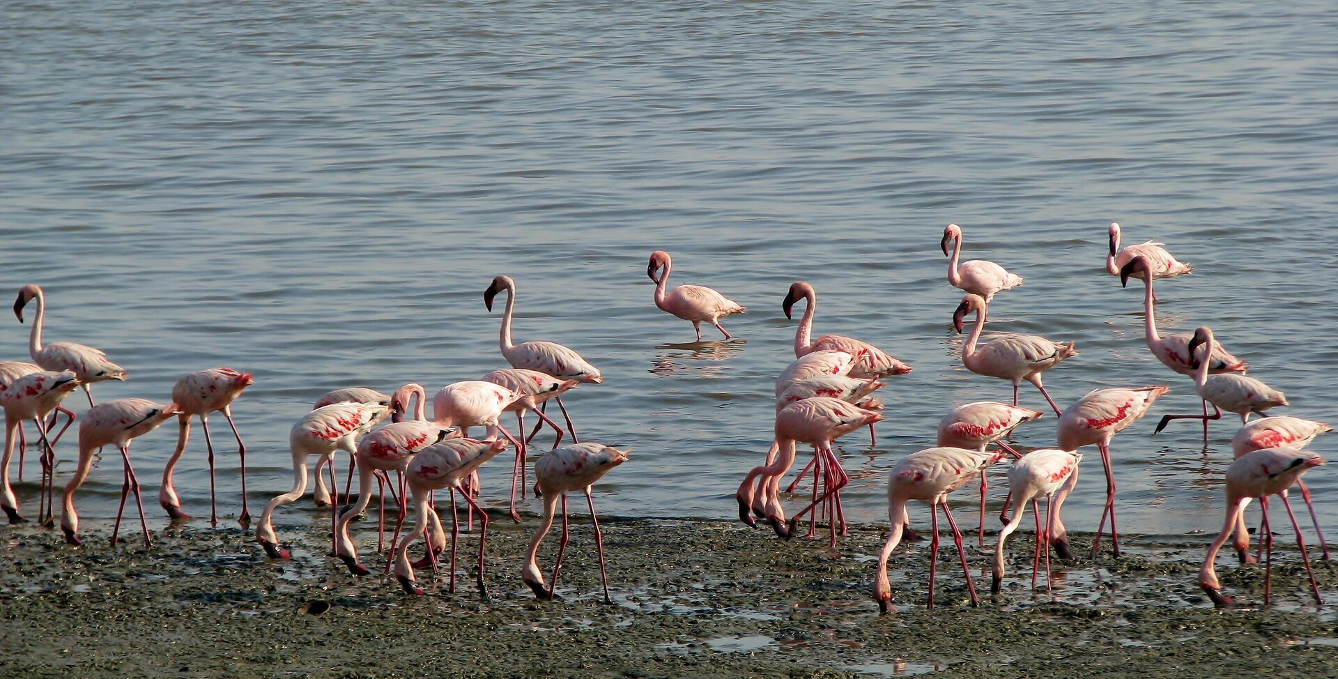 Fotografia prezentuje stado flamingów na brzegu dużego jeziora. Flamingi, to ptaki o wysokich czerwonych nogach, białoróżowym upierzeniu oraz długiej szyi zakończonej czerwonym zakrzywionym dziobem.