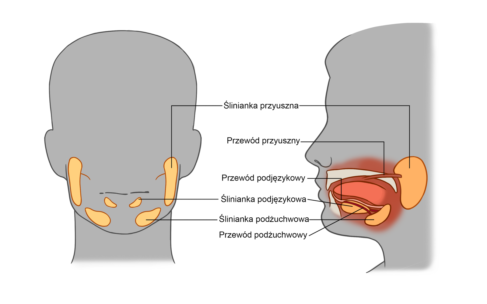 Ilustracja przedstawia rozmieszczenie ślinianek przedstawione na schemacie głowy człowieka w rzucie od przodu oraz od boku. Wszystkie ślinianki występują parami. Ślinianki przyuszne są największe i znajdują się przy uszach człowieka. Między nimi a jamą ustną biegnie przewód przyuszny. Pod językiem znajdują się przewody podjęzyczkowe oraz  ślinianki podjęzykowa. W dolnej części jamy ustnej znajdują się ślinianki podżuchwowe wraz z przewodami podżuchwowymi.