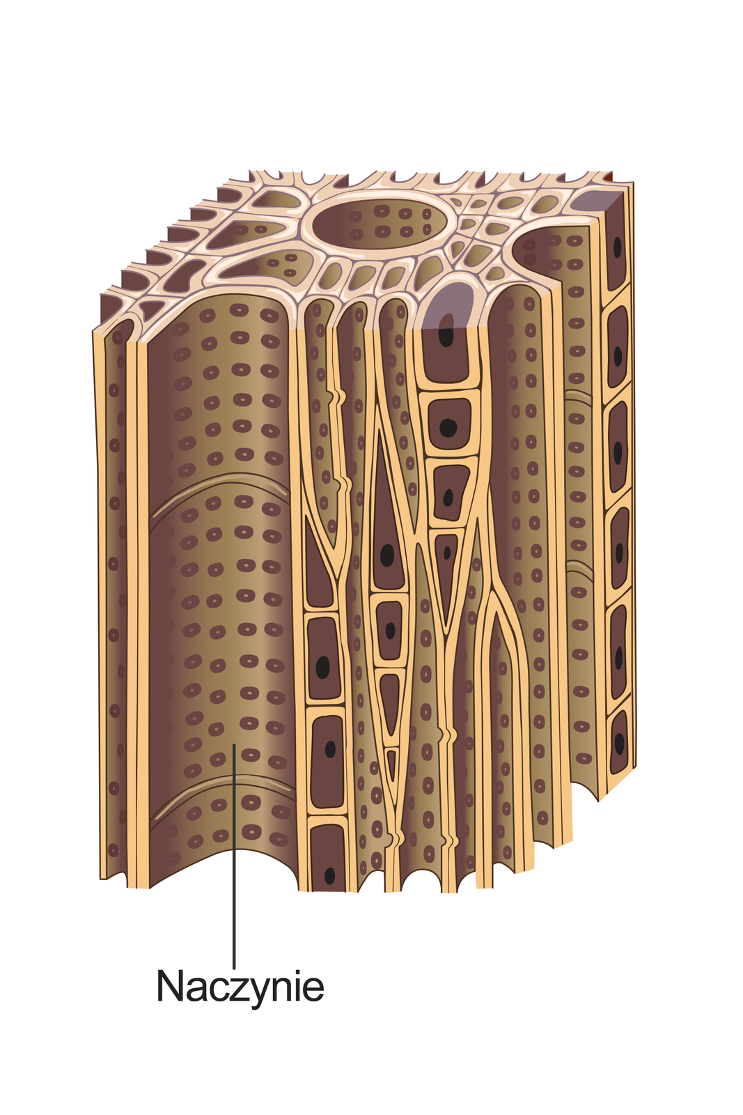 Ilustracja przedstawia jasnobrązowe, silnie wydłużone komórki. Są one ściśle ułożone. Niektóre są mniejsze i zawierają jądro. Inne, zwane naczyniami, w ścianach mają liczne, małe otworki. Ta tkanka przewodzi wodę. Jest to drewno.