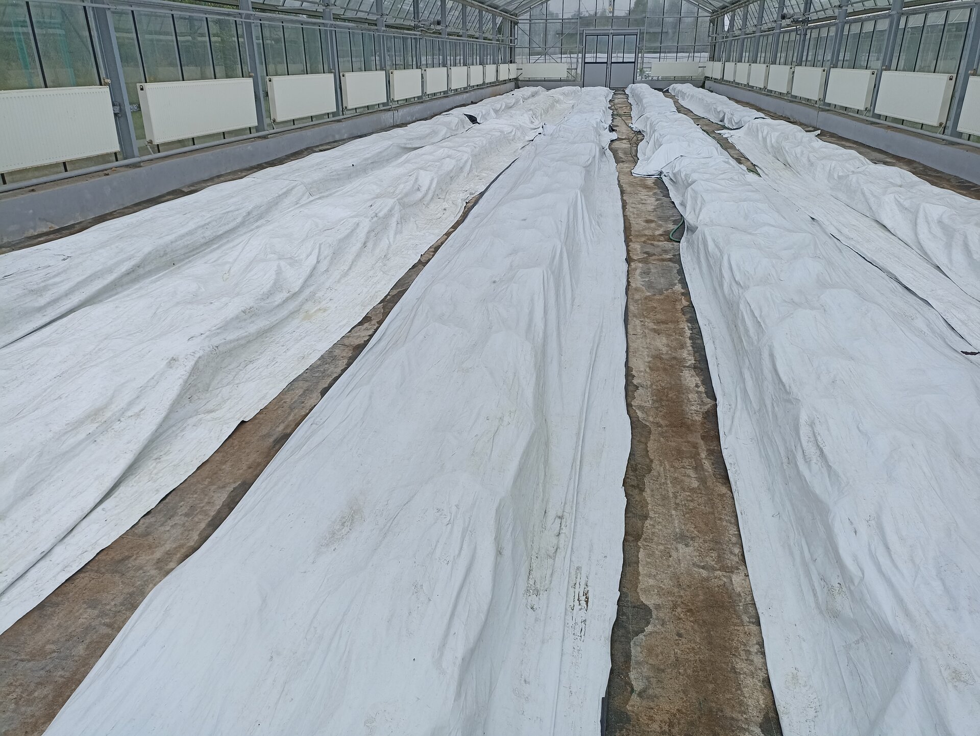 Zdjęcie przedstawia chryzantemy ustawione w rzędach w szklarni. Każdy rząd przykryty jest szczelnie białą folią.