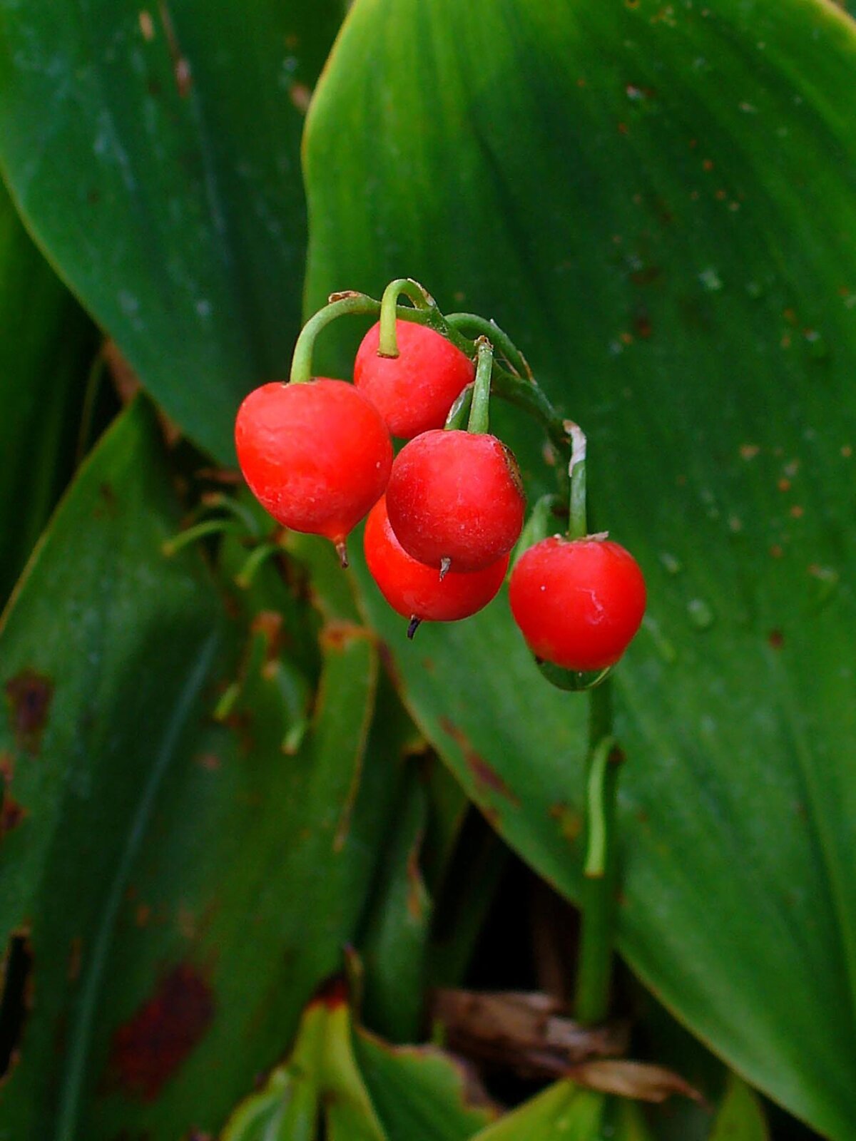 Na zdjęciu przedstawione są owoce konwalii majowej — mają kształt kulek o średnicy około jednego centymetra, są barwy czerwono—pomarańczowej. W tle charakterystyczne szerokie, zielone liście konwalii o lancetowatym kształcie.