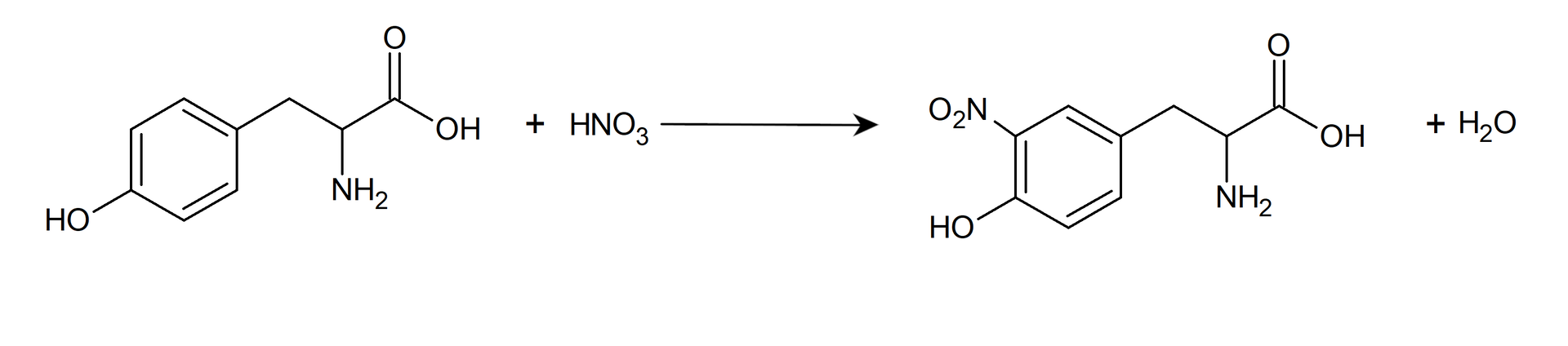 Ilustracja przedstawiająca równanie reakcji ksantoproteinowej na przykładzie tyrozyny. Cząsteczka tyrozyny zbudowanej z grupy karboksylowej połączonej z grupą C H, która to związana jest z grupą aminową i metylenową, która to z kolei podstawiona jest pierścieniem fenylowym z grupą hydroksylową w pozycji czwartej. Dodać cząsteczkę HNO3. Strzałka w prawo, za strzałką cząsteczka aminokwasu, która uległa nitrowaniu w pierścieniu fenylowym, zatem produkt posiada w swej strukturze w pozycji trzeciej pierścienia fenylowego dodatkową grupę NO2. Dodać cząsteczkę wody H2O.