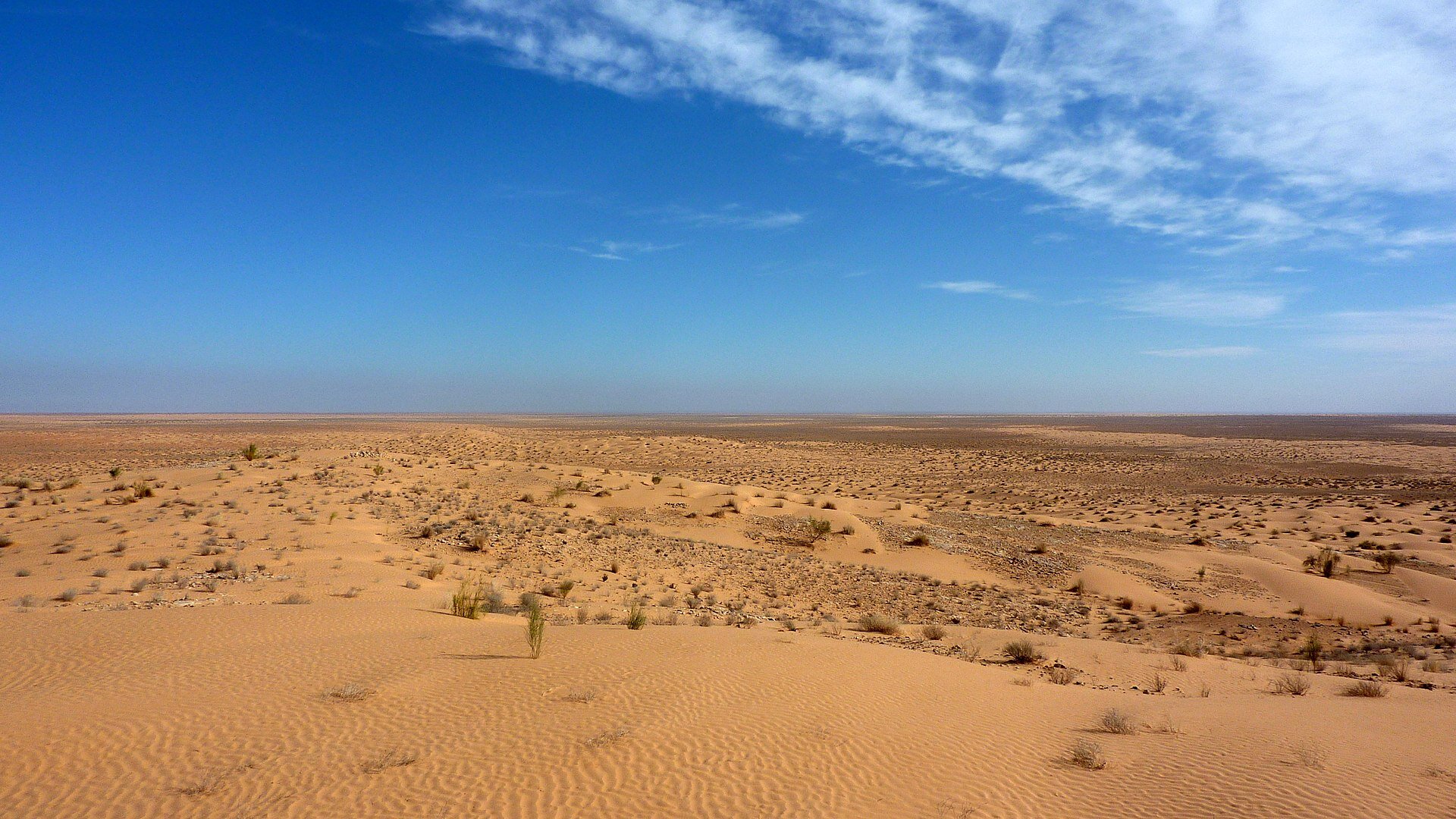 Zdjęcie przedstawia widok na płaski, rozległy teren pokryty piaskiem. Brak na nim zielonej, bujnej roślinności, są jedynie niewielkie, żółte rośliny. Nad pustynią rozciąga się niebieskie niebo.
