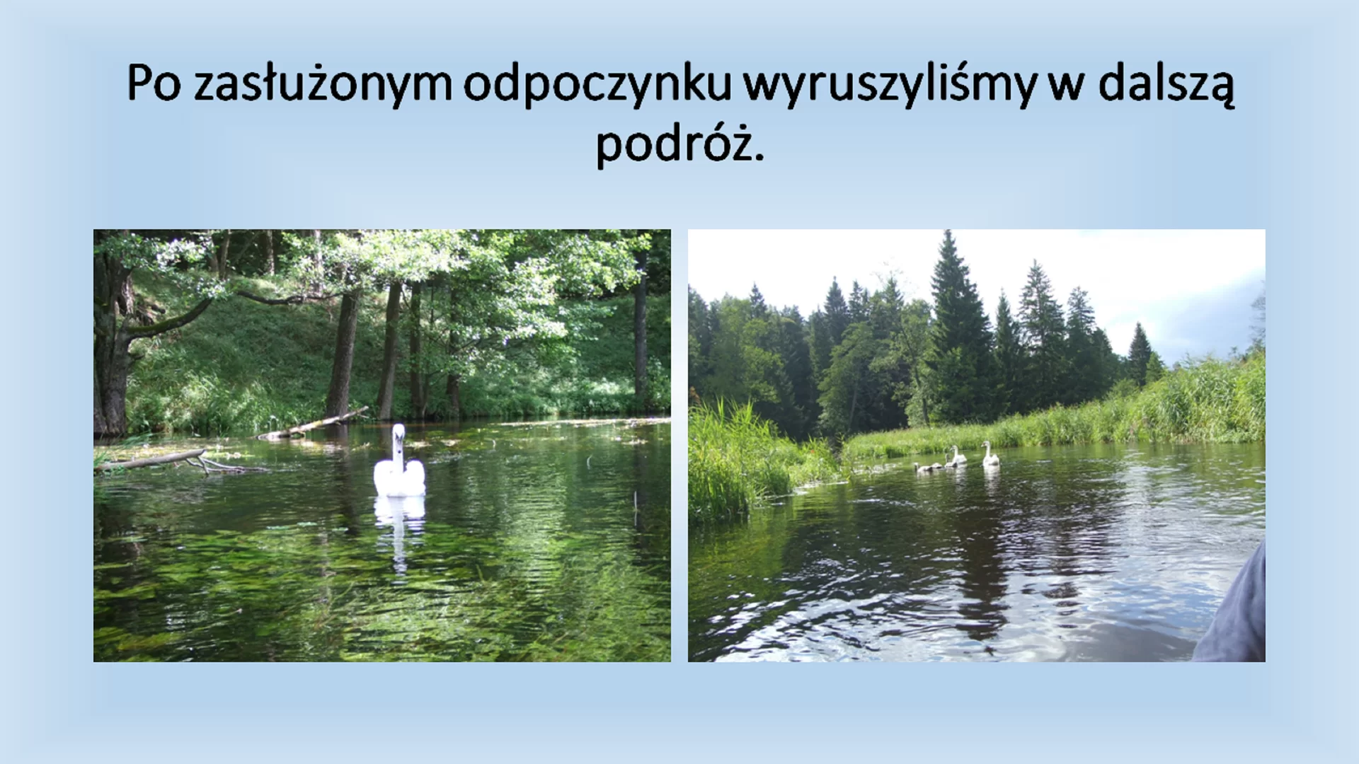 Siódmy slajd prezentacji pod tytułem: "Po zasłużonym odpoczynku wyruszyliśmy w dalszą podróż." Pod tytułem znajdują się dwa zdjęcia, jedno przedstawiające łabędzia, drugie całą rodzinę łabędzi. Zdjęcia zostały zrobione z perspektywy osoby siedzącej w kajaku.