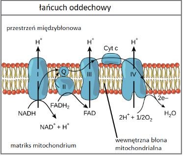 Schemat przedstawia proces łańcucha oddechowego. Proces składa się z czterech etapów. Zaznaczono matriks mitochondrium, czyli bezpostaciową substancję płynną wypełniającą wnętrze mitochondrium. Wewnętrzną błonę mitochondrialną, znajdującą się wewnątrz organellum, w której zachodzą liczne reakcje chemiczne. Mają one na celu przekształcenie energii cząsteczek substancji pokarmowych w energię wiązań ATP. A także przestrzeń międzybłonową znajdującą się nad dwuwarstwową błoną mitochondrialną. Łańcuch oddechowy regeneruje nośniki elektronów. NADH i FADH indeks dolny 2 przekazują swoje elektrony do łańcucha transportu elektronów, przekształcając się z powrotem w NAD+ i FAD. Utlenione formy tych przekaźników elektronów są potrzebne w glikolizie i cyklu Krebsa. Bez nich procesy się nie odbędą. Poza tym łańcuch oddechowy, wytwarza gradient protonów. Buduje gradient protonów na wewnętrznej błonie mitochondrialnej, z wyższym stężeniem H+ w przestrzeni międzybłonowej i niższym stężeniem w matriks mitochondrialnym. Ten gradient to zmagazynowana forma energii. Jest wykorzystywana do wytworzenia ATP.