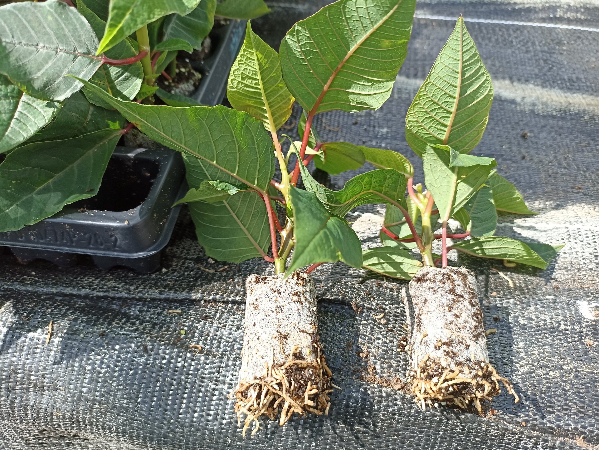 Zdjęcie przedstawia dwie ukorzenione sadzonki gwiazdy betlejemskiej leżące na podłożu. Rośliny mają duże, zielone, bogato użyłkowane liście i gęste, zbite korzenie.