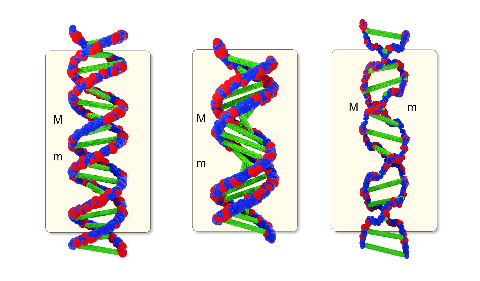 Schemat składający się z trzech rysunków przedstawia formy DNA, kolejno: B, A, Z. Niebieskim i czerwonym kolorem na łańcuchach podwójnej helisy oznaczono rdzenie cukrowo‑fosforanowe obu łańcuchów, a zielonym na poziomych, łączących je liniach – zasady purynowe i pirymidynowe. W przypadku DNA‑A łańcuch podwójnej helisy jest bardziej skręcony, a zielone linie łączące zasady umieszczone pod kątem do łańcucha. W przypadku DNA‑Z łańcuch podwójnej helisy jest rozluźniony, a zielone linie łączące zasady rozstawione szerzej w stosunku do siebie; w odróżnieniu od pozostałych form łańcuch helisy jest lewoskrętny. Literami duże M i małe m oznaczono: duże M – widok wzdłuż osi helisy z wyraźnymi bruzdami (rowkami) dużymi, małe m – widok wzdłuż osi helisy z wyraźnymi bruzdami (rowkami) małymi. 