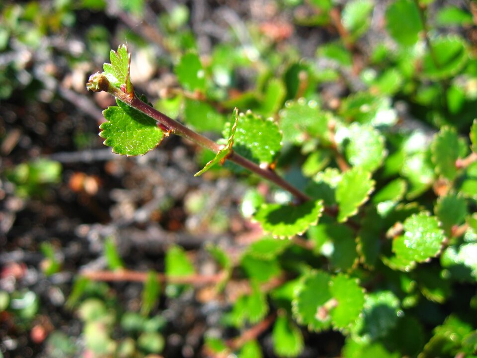 Zdjęcie przedstawia brzozę karłowatą. Jest to roślina rosnąca na terenach podmokłych. Ma drobne jasnozielone listki z czerwoną obwódką rosnące na grubszych gałązkach.