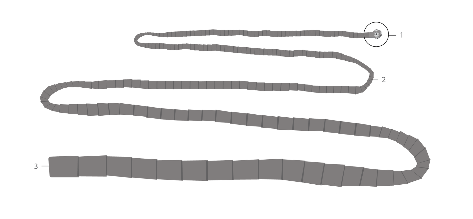 Ilustracja przedstawia tasiemca uzbrojonego. Numerem 1 zaznaczono jego głowę, numerem 2 środkową część jego ciała, a numerem 3 końcową część jego ciała.