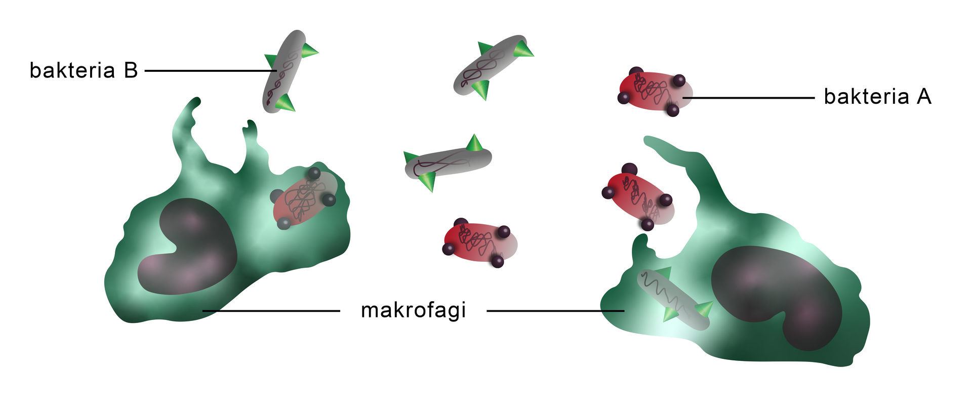 Na ilustracji znajdują się makrofagi wchłaniające bakterie. Makrofagi przypominają w wyglądzie amebę. W ich wnętrzu znajduje się jądro komórkowe mające nerkowaty kształt. Nad makrofagami znajdują się bakterie A (czerwonego koloru) z czarnymi kuleczkami na swojej powierzchni) oraz bakterie B (szare) z zielonymi stożkami na swojej powierzchni. We wnętrzu makrofaga po lewej stronie znajduje się bakteria A, a we wnętrzu makrofaga znajdującego się po prawej stronie znajduje się bakteria B.