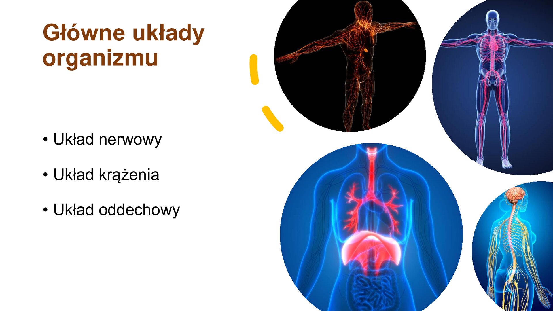 Biały slajd przedstawia tekst oraz cztery obrazki. Z lewej strony napisy: „Główne układy organizmu: układ nerwowy, układ krążenia, układ oddechowy”. Z prawej strony, w górnej części slajdu, dwa obrazki przedstawiające sylwetki człowieka z zaznaczonym układem nerwowym oraz układem krążenia. Poniżej dwa kolejne obrazki ukazujące układ oddechowy oraz układ nerwowy.