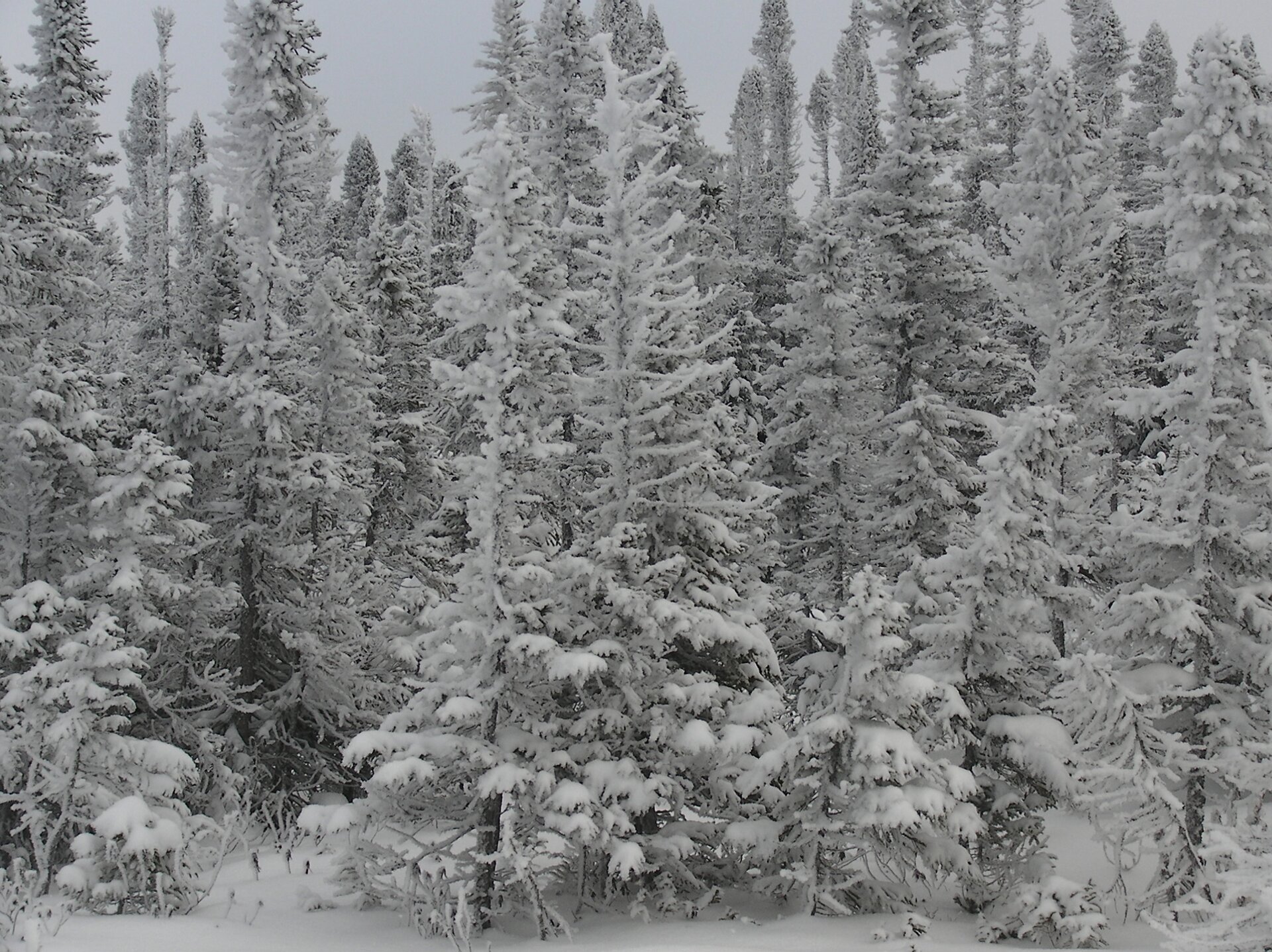 Fotografia prezentuje las świerkowy pokryty śniegiem.
