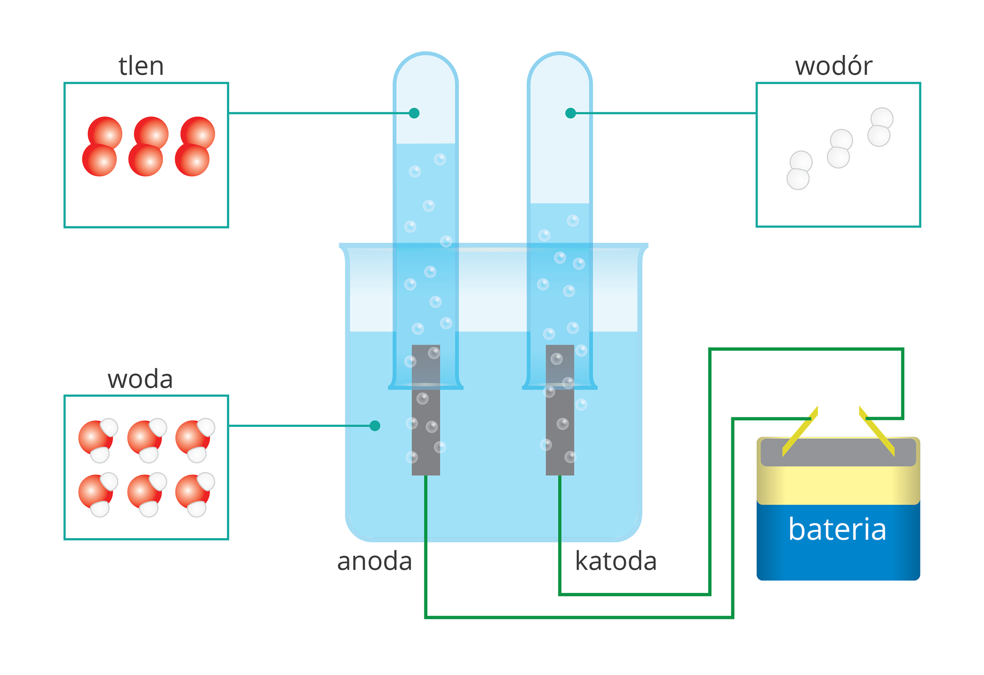 Rysunkowe, schematyczne przedstawienie procesu elektrolizy wody. Centralną część rysunku zajmuje wypełnione wodą naczynie w postaci zlewki, w którym zanurzone są dwie elektrody — anoda i katoda. Nad każdą z elektrod zanurzona jest w wodzie i wypełniona nią odwrócona do góry dnem probówka. Elektrody podłączono do dwóch biegunów baterii, a na rysunku wydzielają się wokół nich pęcherzyki gazów, które częściowo wypełniają obie probówki. Ilustracje uzupełniają nazwy substancji obecnych na schemacie wraz z rysunkami przedstawiającymi ich cząsteczki: woda w zlewce, tlen w probówce nad anodą oraz wodór w probówce nad katodą. Różnica poziomów wody w obu probówkach sugeruje, że wodoru wydzielającego się przy katodzie jest dwukrotnie więcej, niż tlenu pochodzącego z anody.