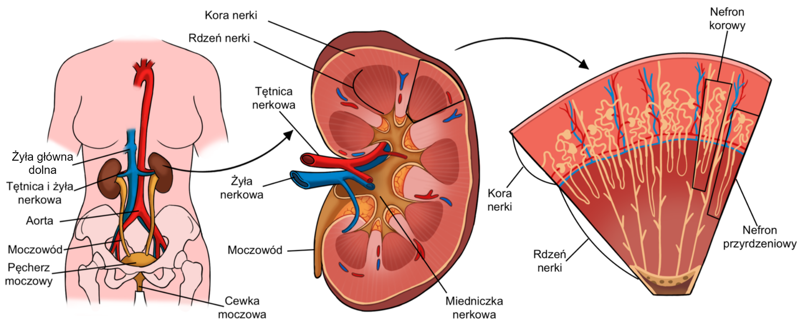 Grafika przedstawia narządy układu wydalniczego człowieka.  Po lewej stronie grafiki znajduje się przekrój przez ciało człowieka, w którym zaznaczono elementy układu wydalniczego. Są to kolejno: żyła główna dolna oraz tętnica i żyła nerkowa, aorta, moczowód, pęcherz moczowy, cewka moczowa oraz nerki.  Na środku grafiki znajduje się przekrój przez nerkę. Jest to parzysty narząd o kształcie fasolki. Nerki leżą pozaotrzewnowo na tylnej ścianie jamy brzusznej, po obu stronach kręgosłupa, poniżej przepony. W ich budowie możemy wyróżnić dochodzące do nich tętnice oraz żyłę nerkową oraz wychodzący z nich moczowód. Nerka zbudowana jest z kory nerki oraz rdzenia nerki. Oprócz nich, w jej centrum znajduje się miedniczka nerkowa.  Po prawej stronie grafiki przedstawiono przybliżenie na jedną z piramidek nerkowych. W jej budowie możemy zauważyć silnie unaczynioną kore nerki, oraz jej rdzeń. Zarówno w korze, jak i rdzeniu osadzone są nefrony – korowe oraz przyrdzeniowe. 
