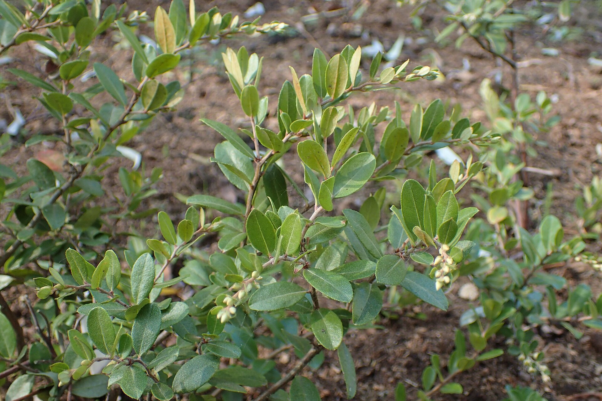Zdjęcie przedstawia gałązkę obficie pokrytą drobnymi, jasnozielonymi listkami. Są grube i dość sztywne. Posiadają lekki połysk.