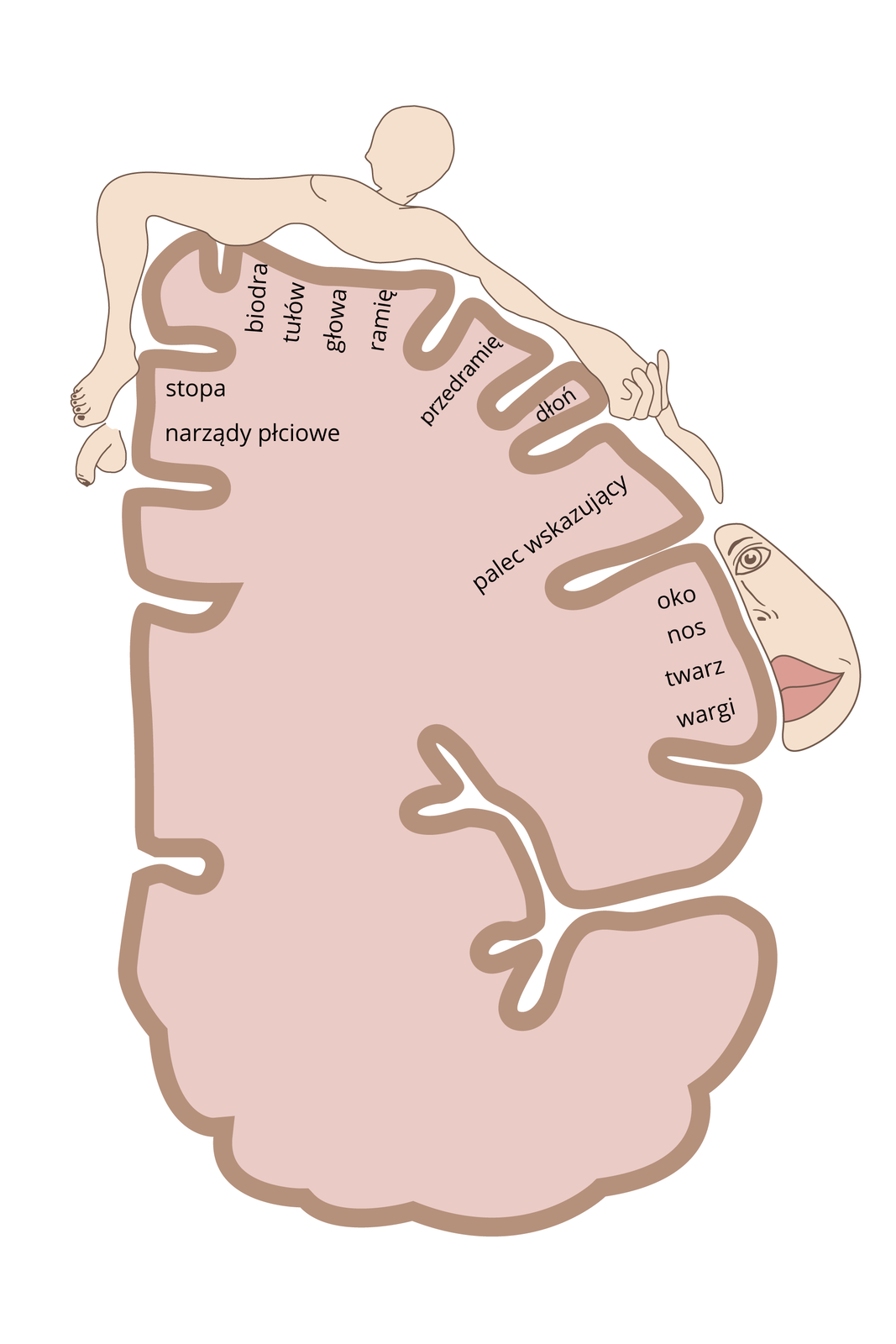 Ilustracja przedstawia poziomy przekrój przez prawą półkulę mózgową w kolorze ciemnoliliowym. Nad nią nieproporcjonalna liliowa sylwetka człowieka z powiększonymi częściami, które mają więcej niż inne receptorów czucia skórnego. W korze czuciowej podpisano te części. Największą reprezentację ma twarz, a w niej wargi oraz dłoń z palcem wskazującym.