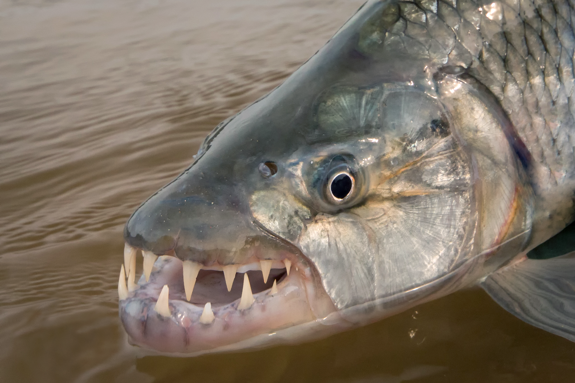 Fotografia przedstawia w zbliżeniu na tle brązowej wody głowę dużej ryby, podtrzymywaną przez człowieka. Ryba goliat ma otwarty różowy pysk, a w nim duże, spiczaste białe zęby. Głowa ciemnoszara, z otworem nozdrzy i dużym czarnym okiem w białej obwódce. Skrzela i łuski srebrzyste.