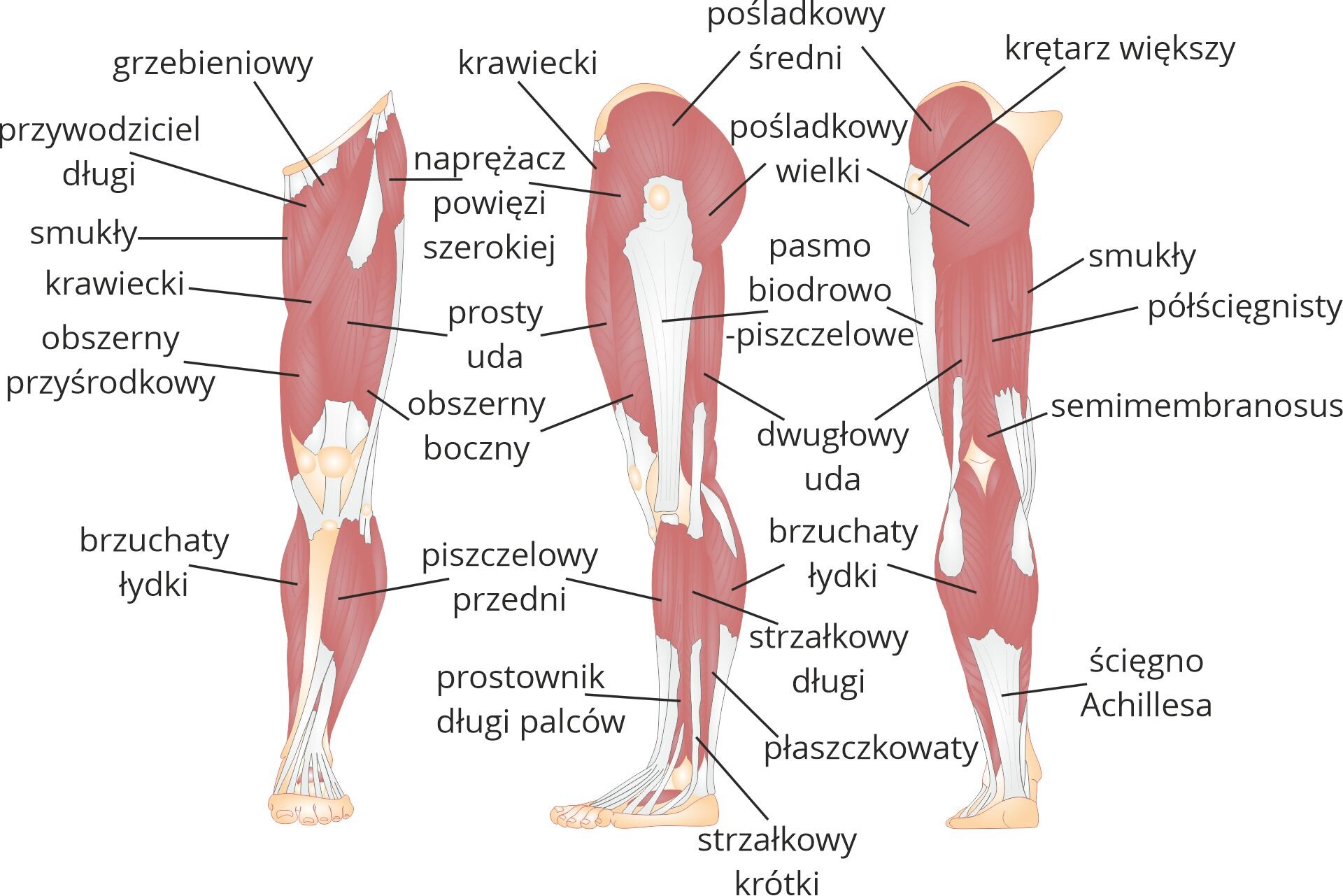 Grafika pod tytułem mięśnie kończyny dolnej, widok z boku, tyłu i przodu. Grafika ilustruje schemat anatomii kończyny dolnej, przedstawionej z przodu, boku i tyłu. Na każdym z rzutów kończyny zaznaczono mięśnie. Widok z przodu, od  góry: mięsień grzebieniowy, naprężacz powięzi szerokiej, przywodziciel długi, smukły, krawiecki, prosty uda, obszerny przyśrodkowy, obszerny boczny, brzuchaty łydki i piszczelowy przedni. Widok z boku, od góry: mięsień pośladkowy średni, krawiecki, pośladkowy wielki, naprężacz powięzi szerokiej, prosty uda, pasmo biodrowo‑piszczelowe, mięsień obszerny boczny, dwugłowy uda, brzuchaty łydki, strzałkowy długi, piszczelowy przedni, płaszczkowaty, prostownik długi palców oraz sztrzałkowy krótki. Widok z tyłu, od góry: mięsień pośladkowy średni, krętarz większy, pośladkowy wielki, smukły, pasmo biodrowe piszczelowe, mięsień półścięgnisty, dwugłowy uda, półbłoniasty, brzuchaty łydki oraz ścięgno Achillesa.